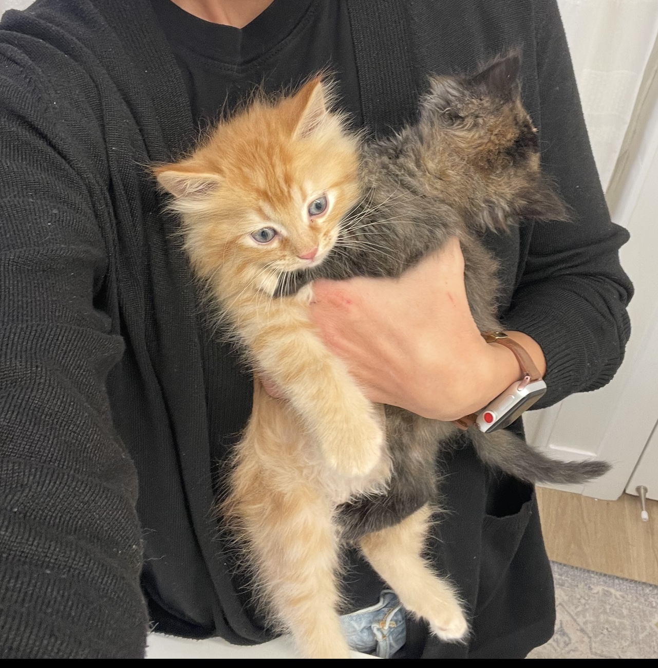 Picture of the Animal Listed