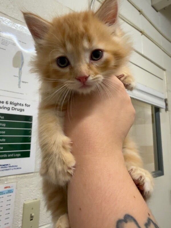 Picture of the Animal Listed