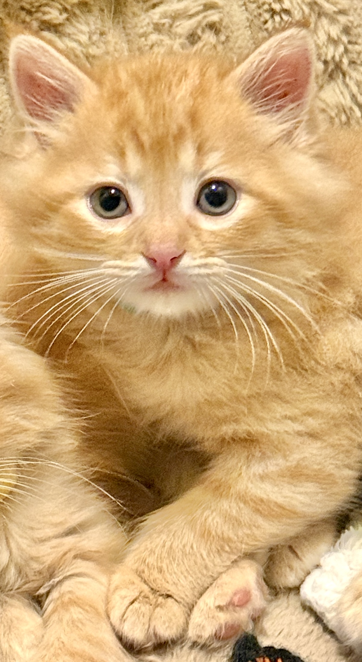 Picture of the Animal Listed
