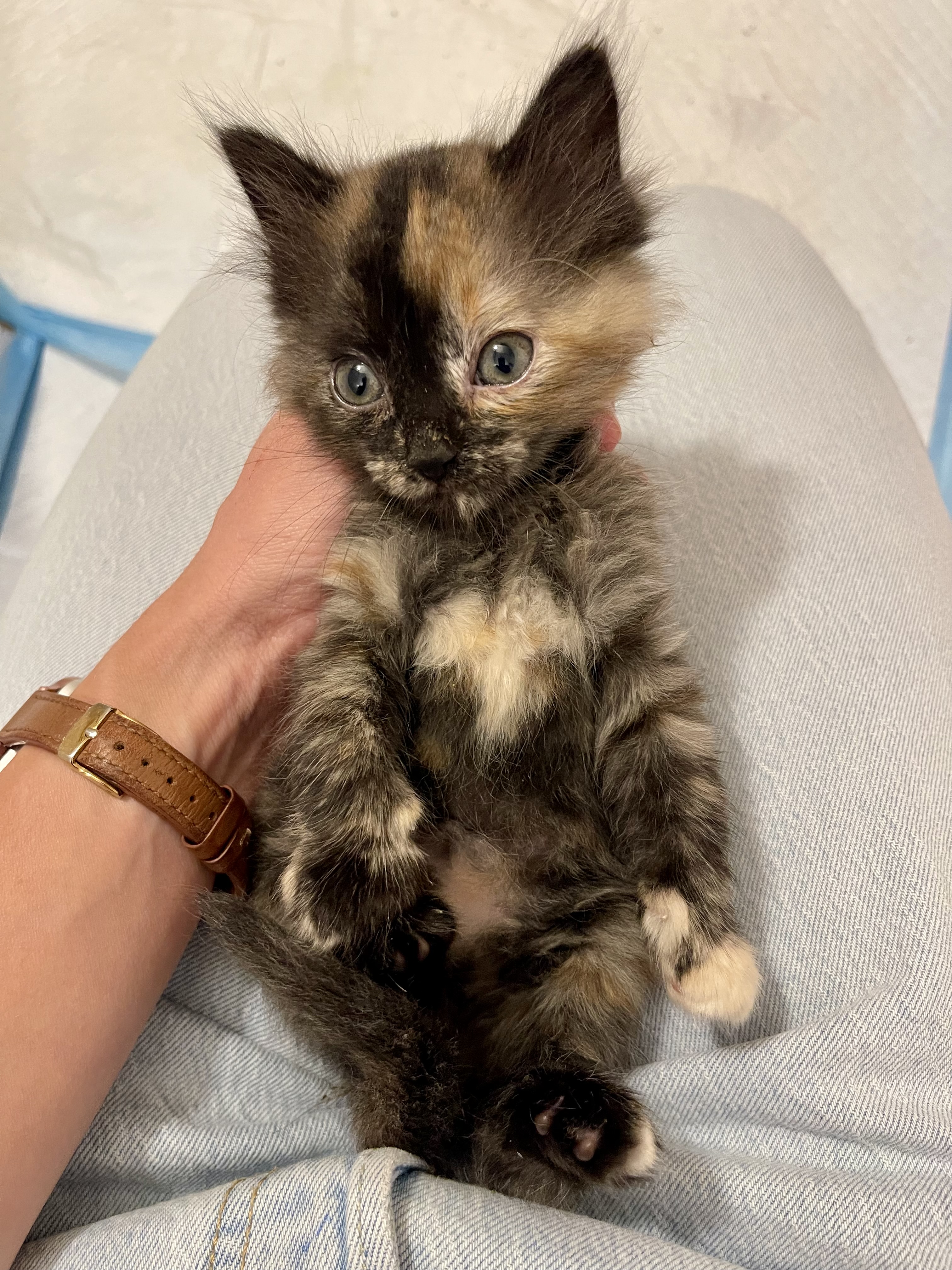 Picture of the Animal Listed