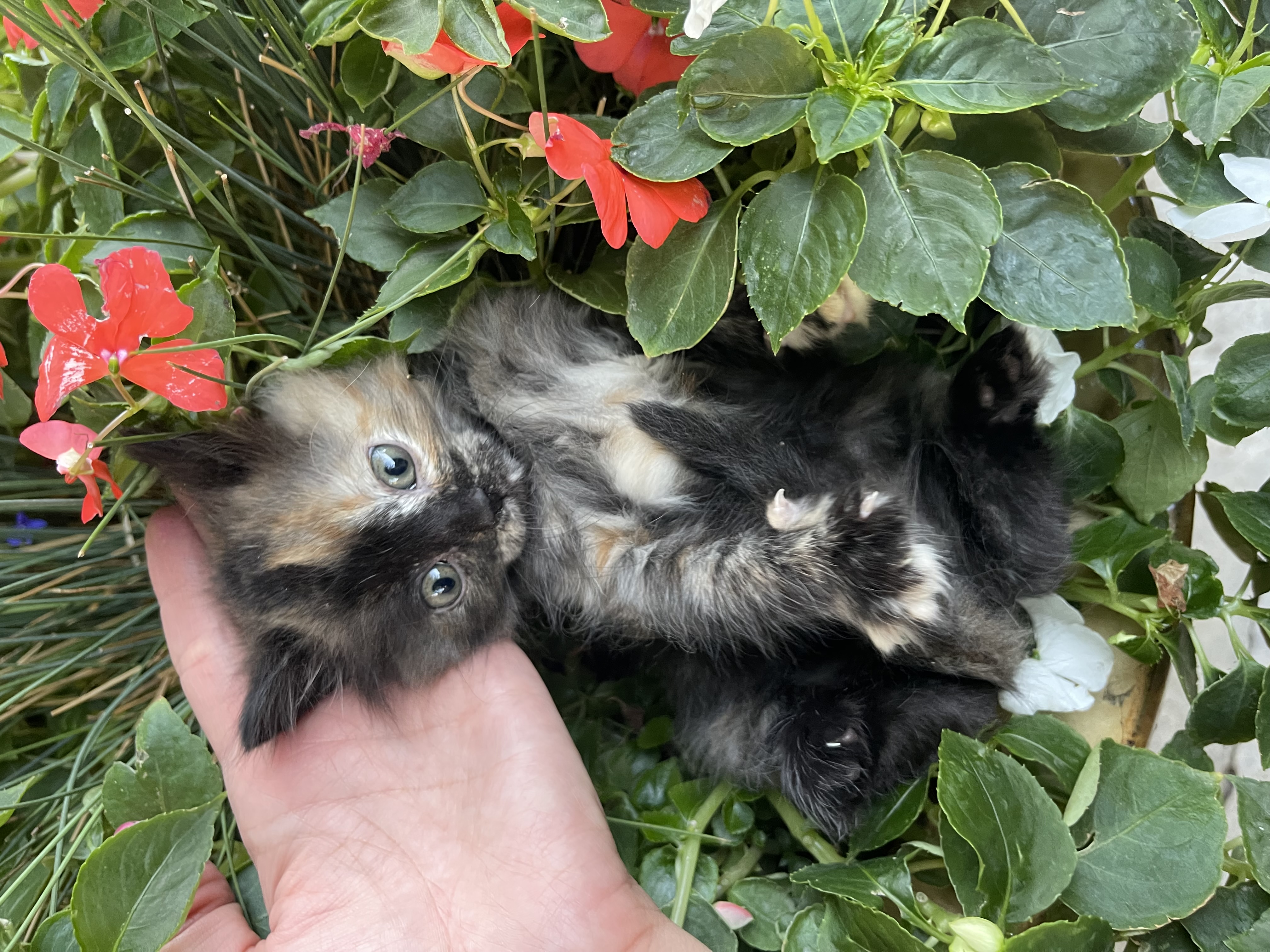 Picture of the Animal Listed