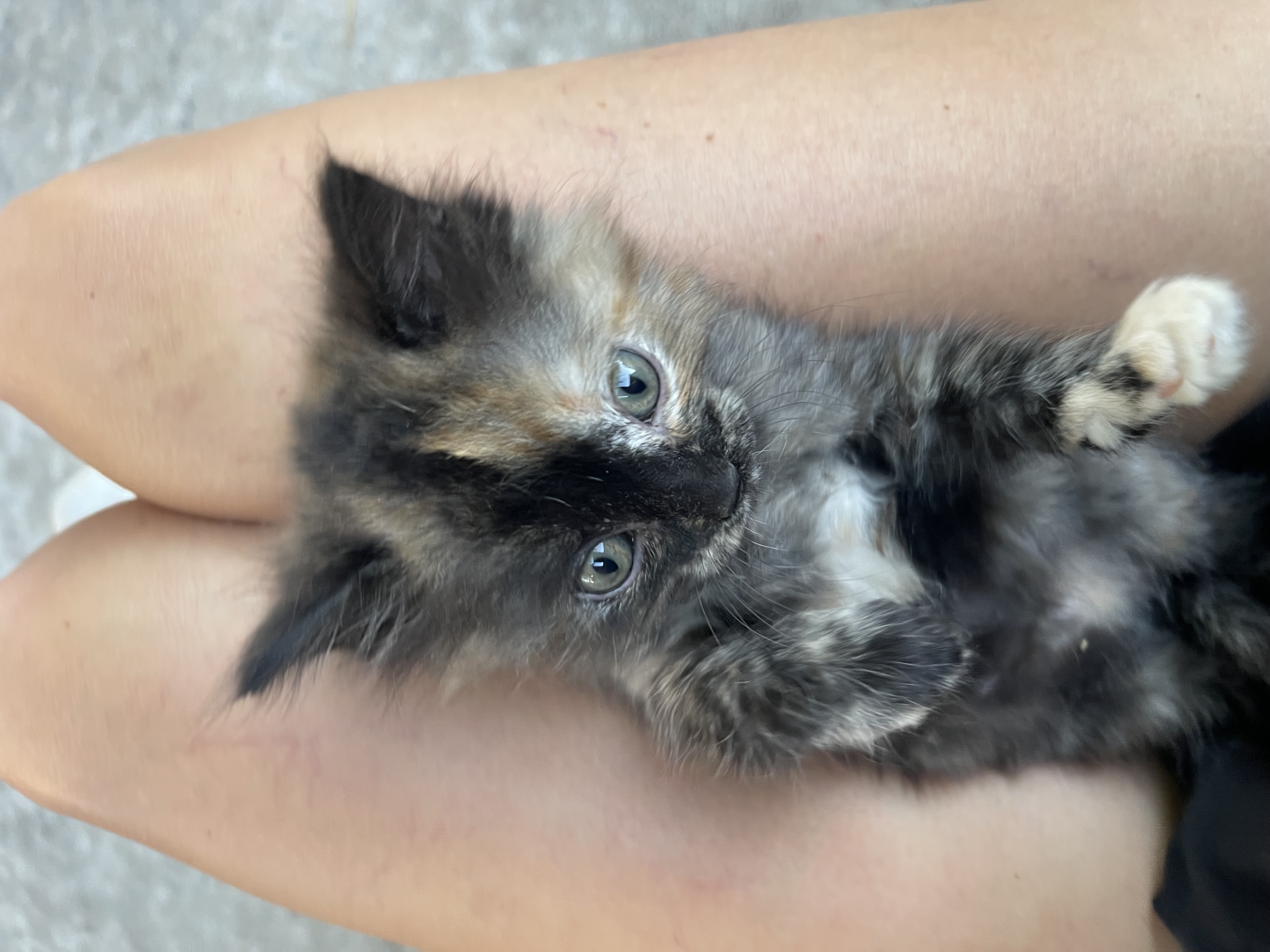 Picture of the Animal Listed