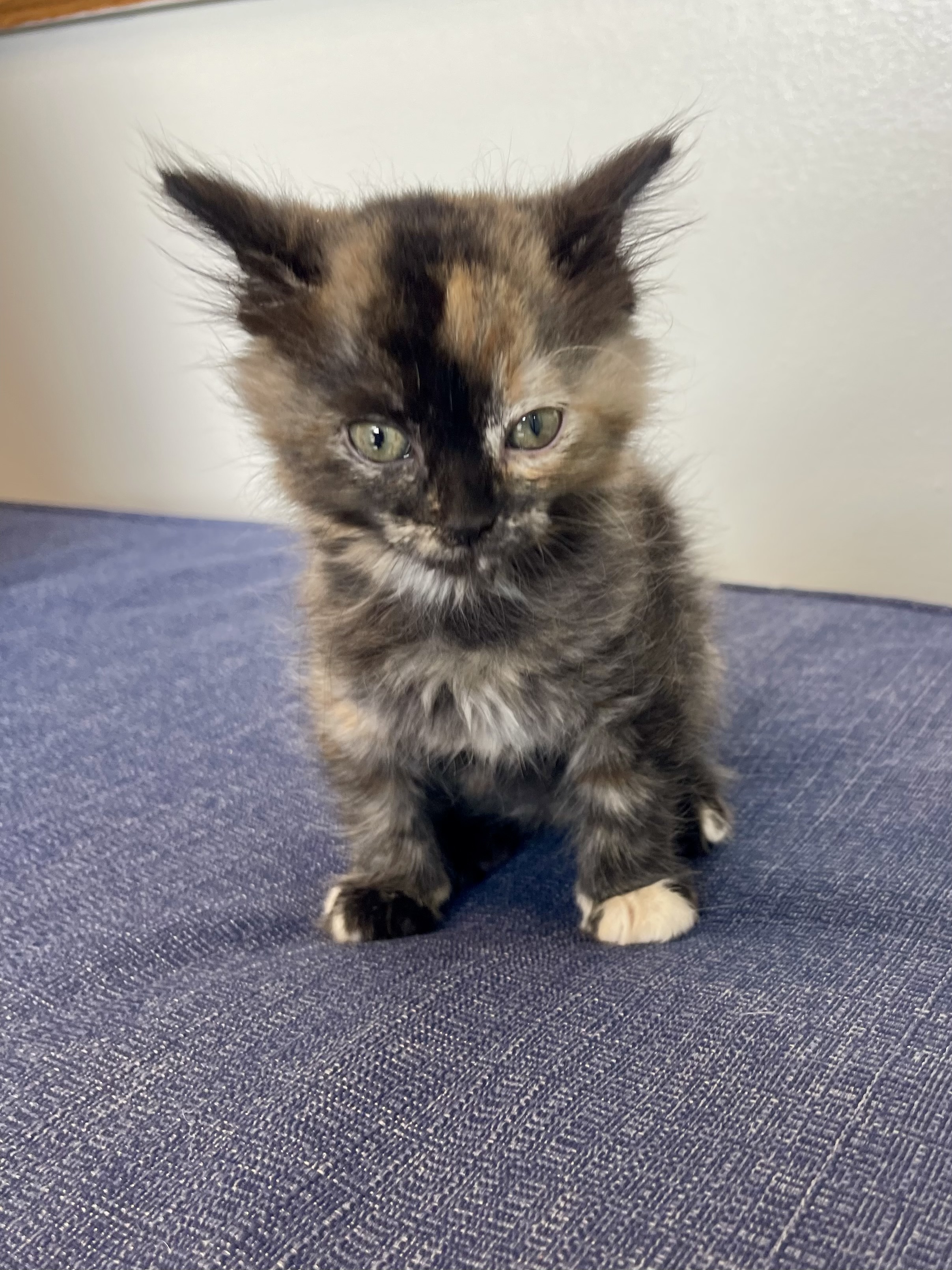 Picture of the Animal Listed