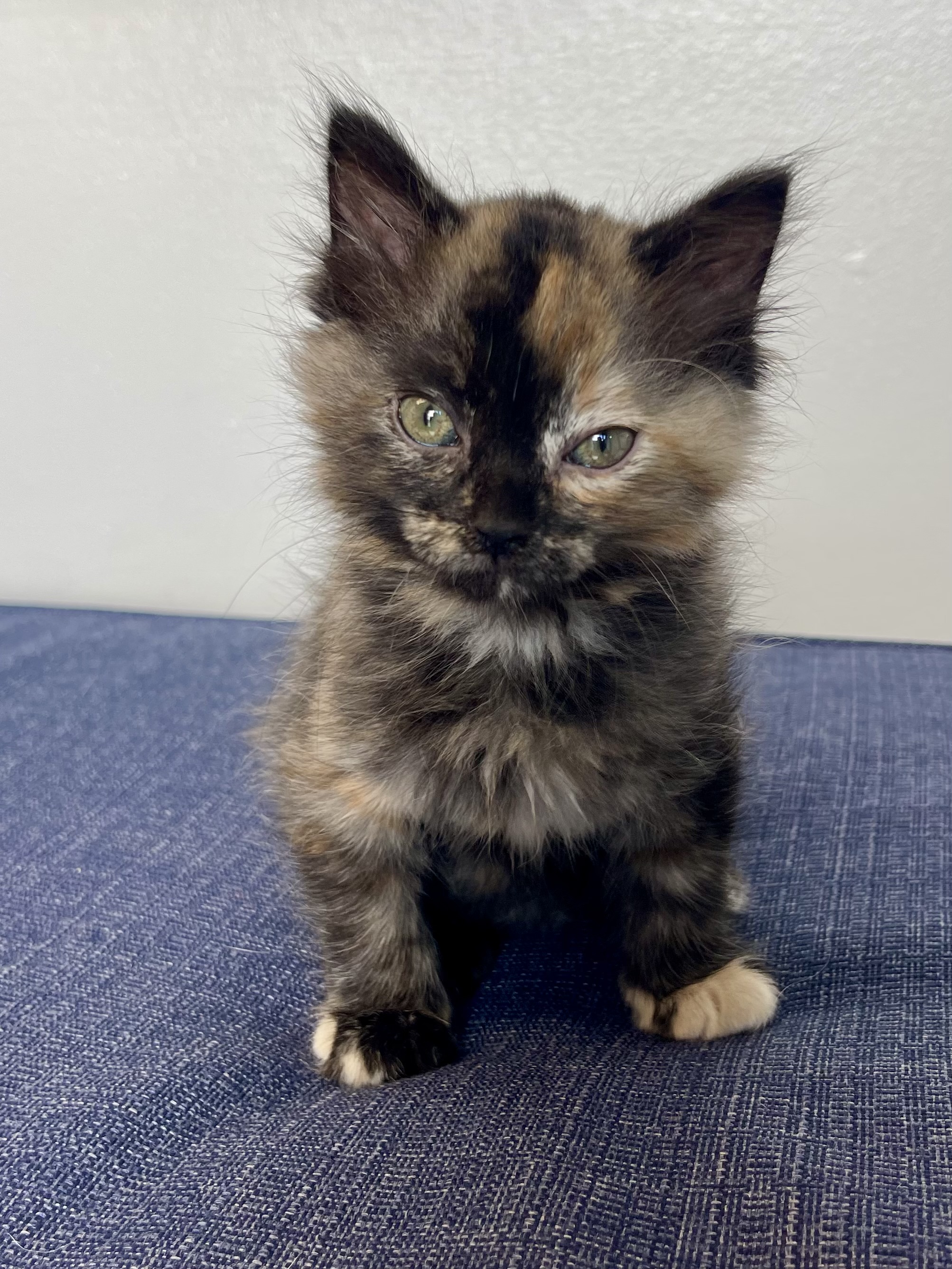 Picture of the Animal Listed