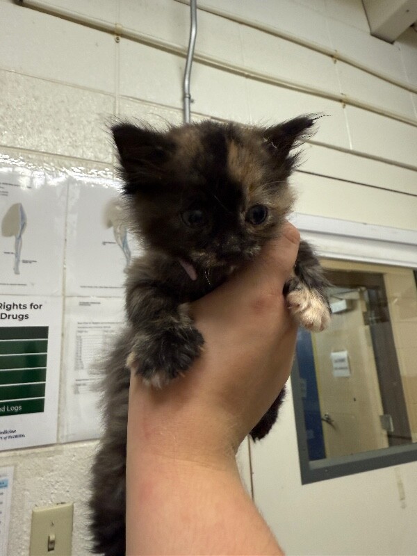 Picture of the Animal Listed