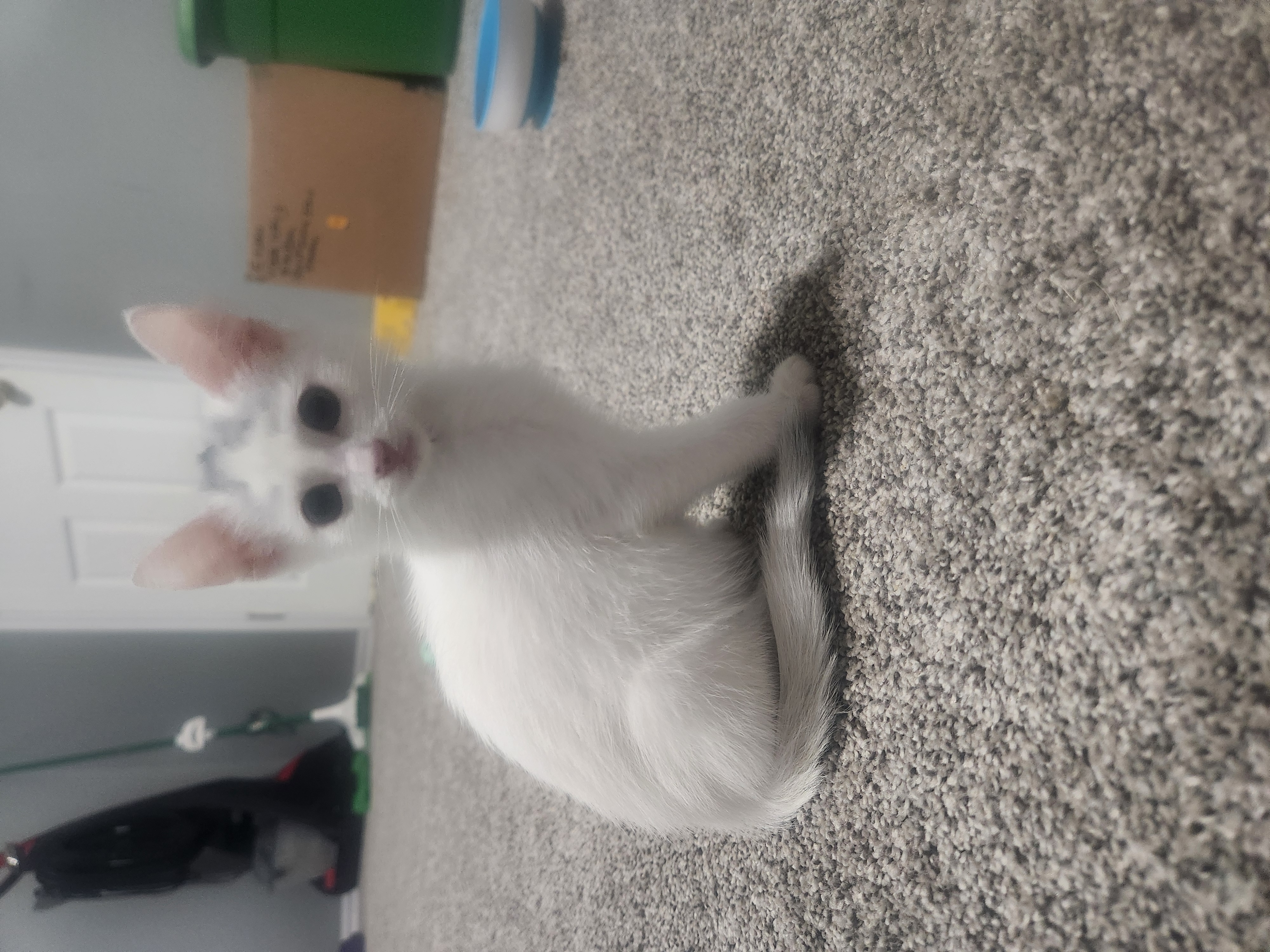 Picture of the Animal Listed