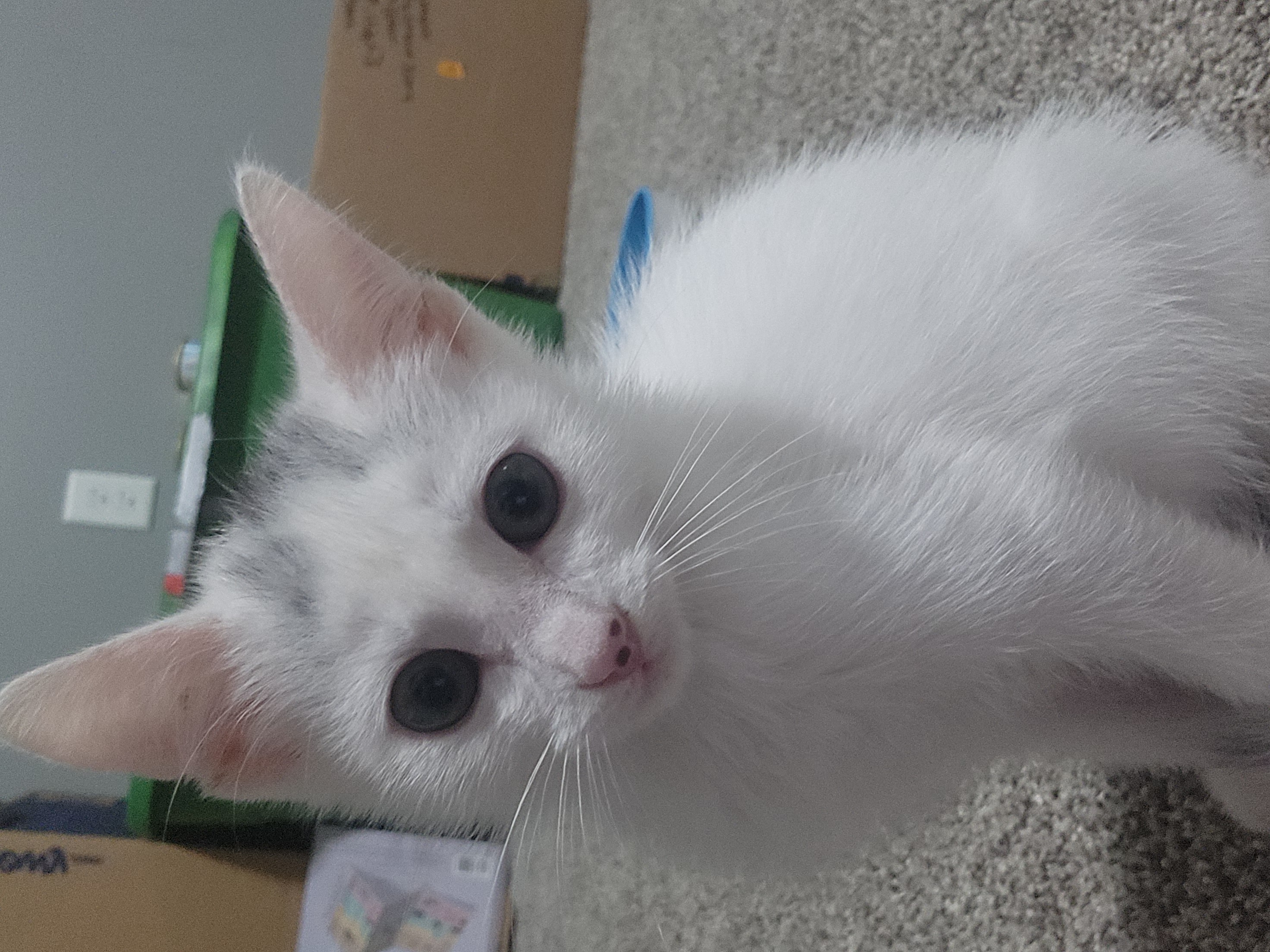 Picture of the Animal Listed