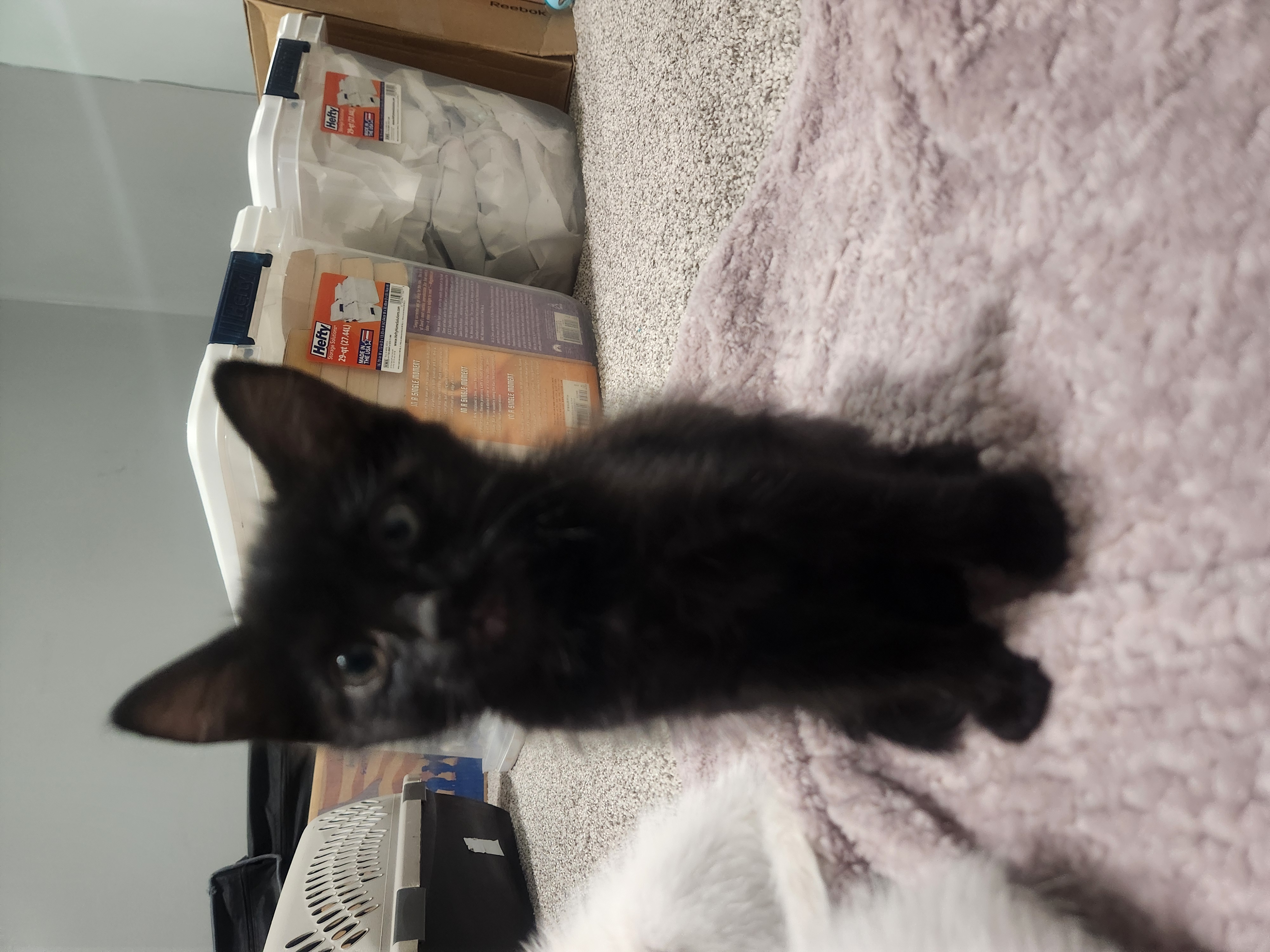 Picture of the Animal Listed