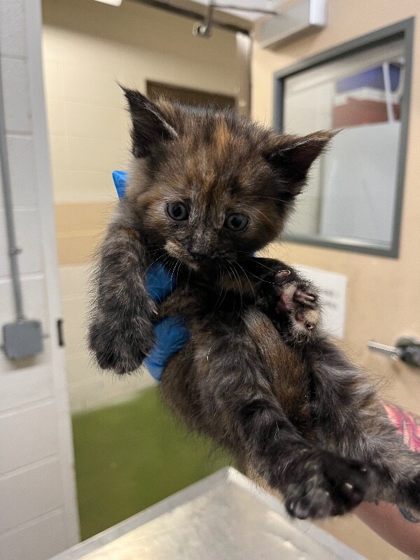 Picture of the Animal Listed