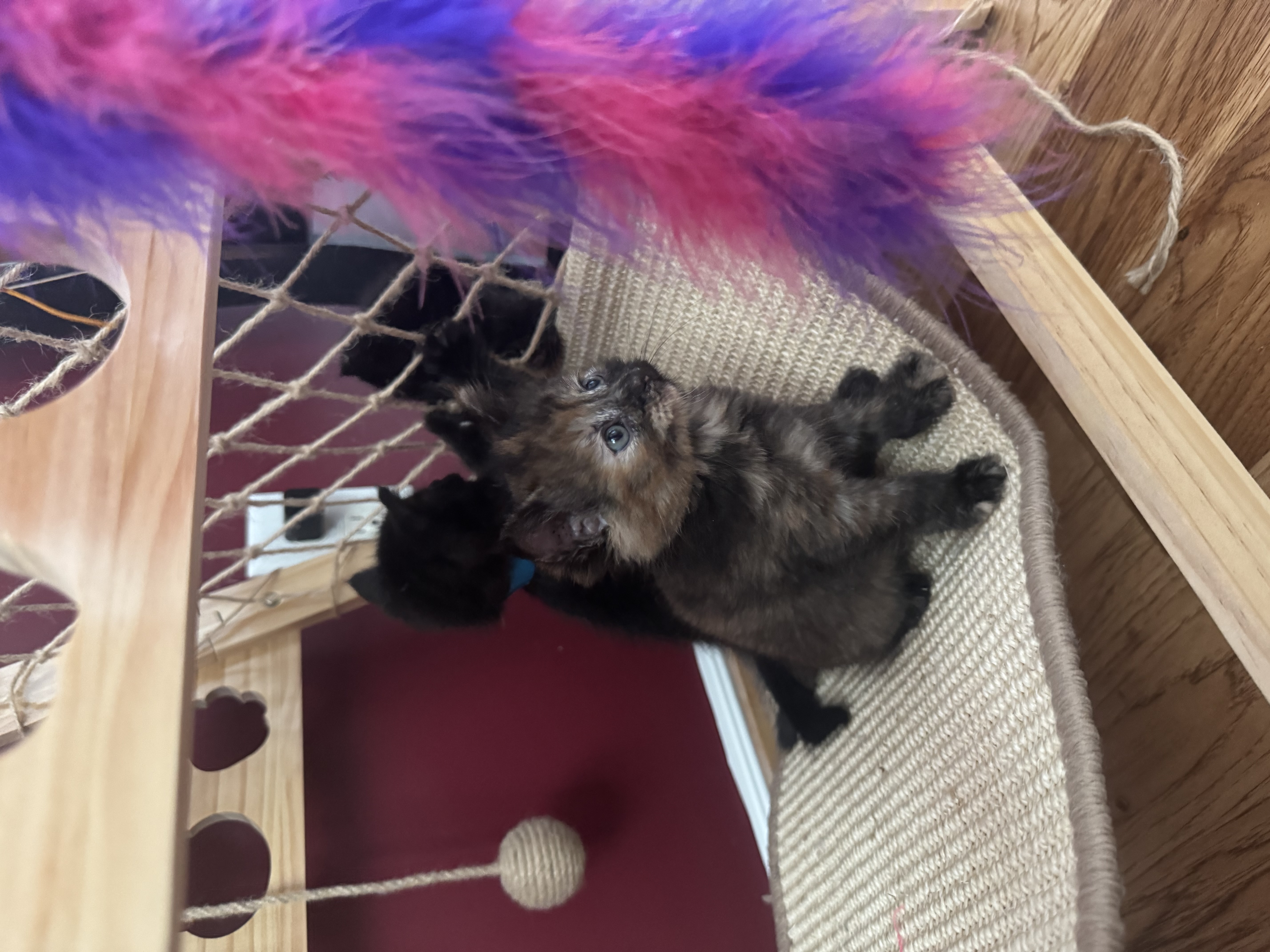 Picture of the Animal Listed