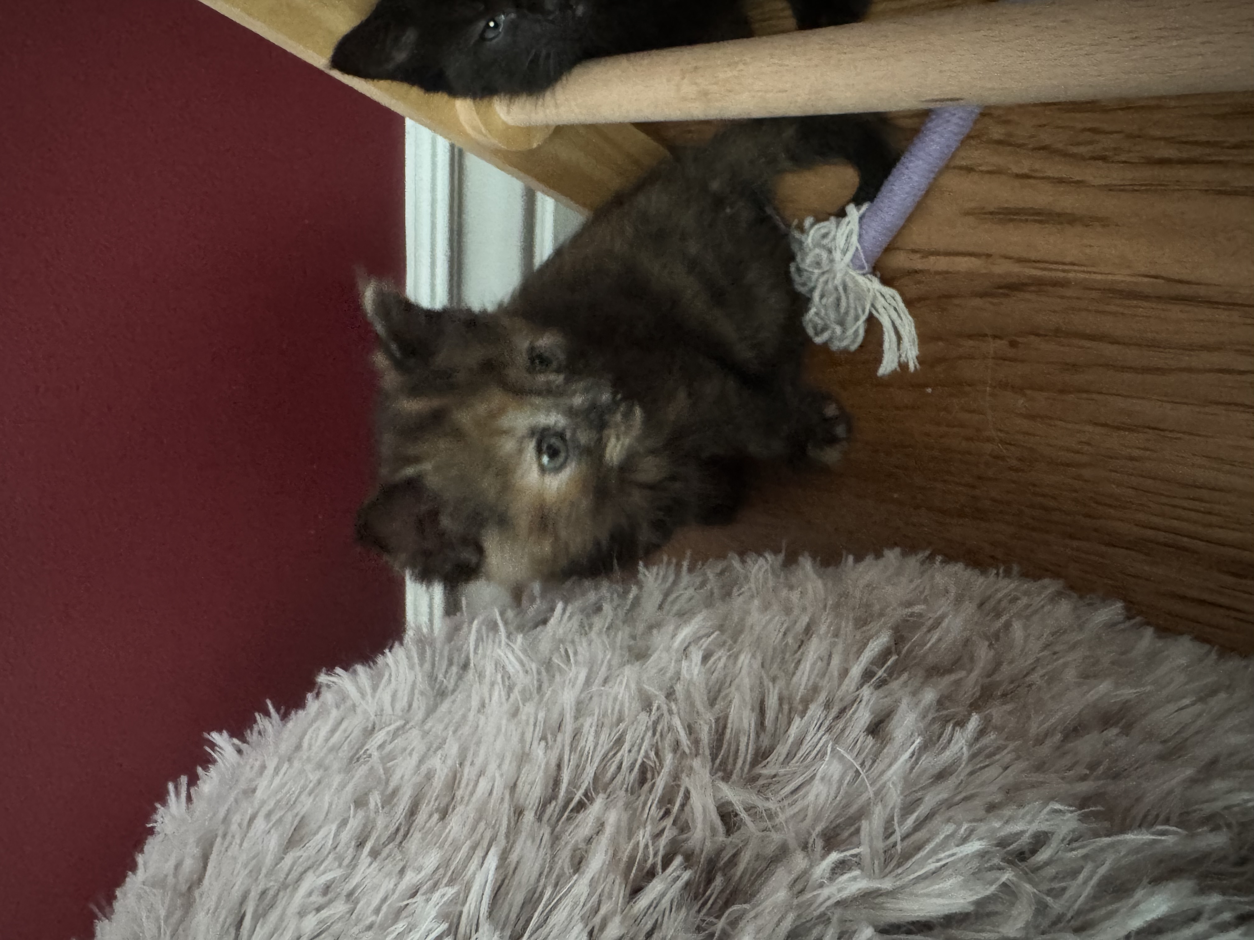 Picture of the Animal Listed