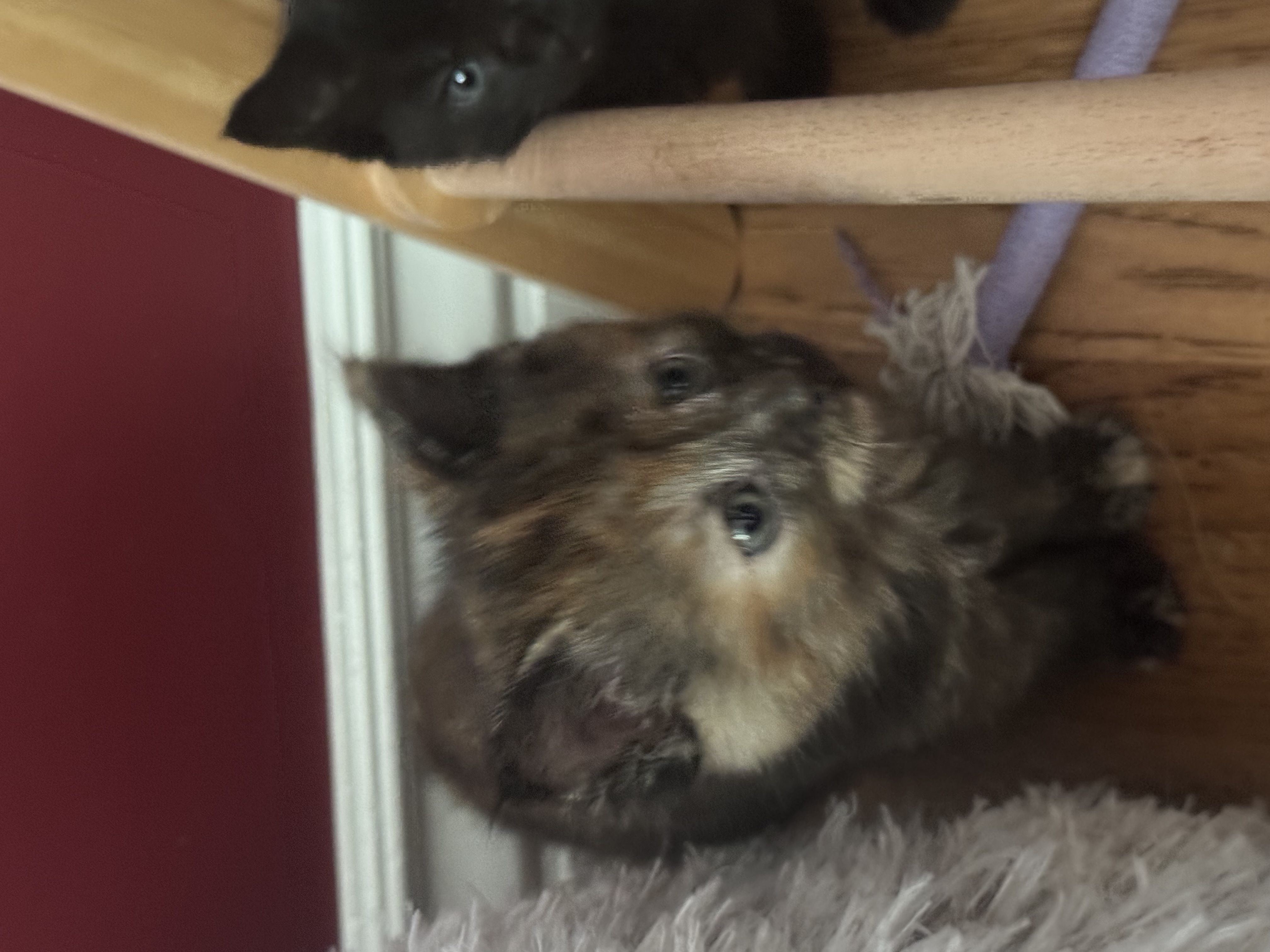 Picture of the Animal Listed
