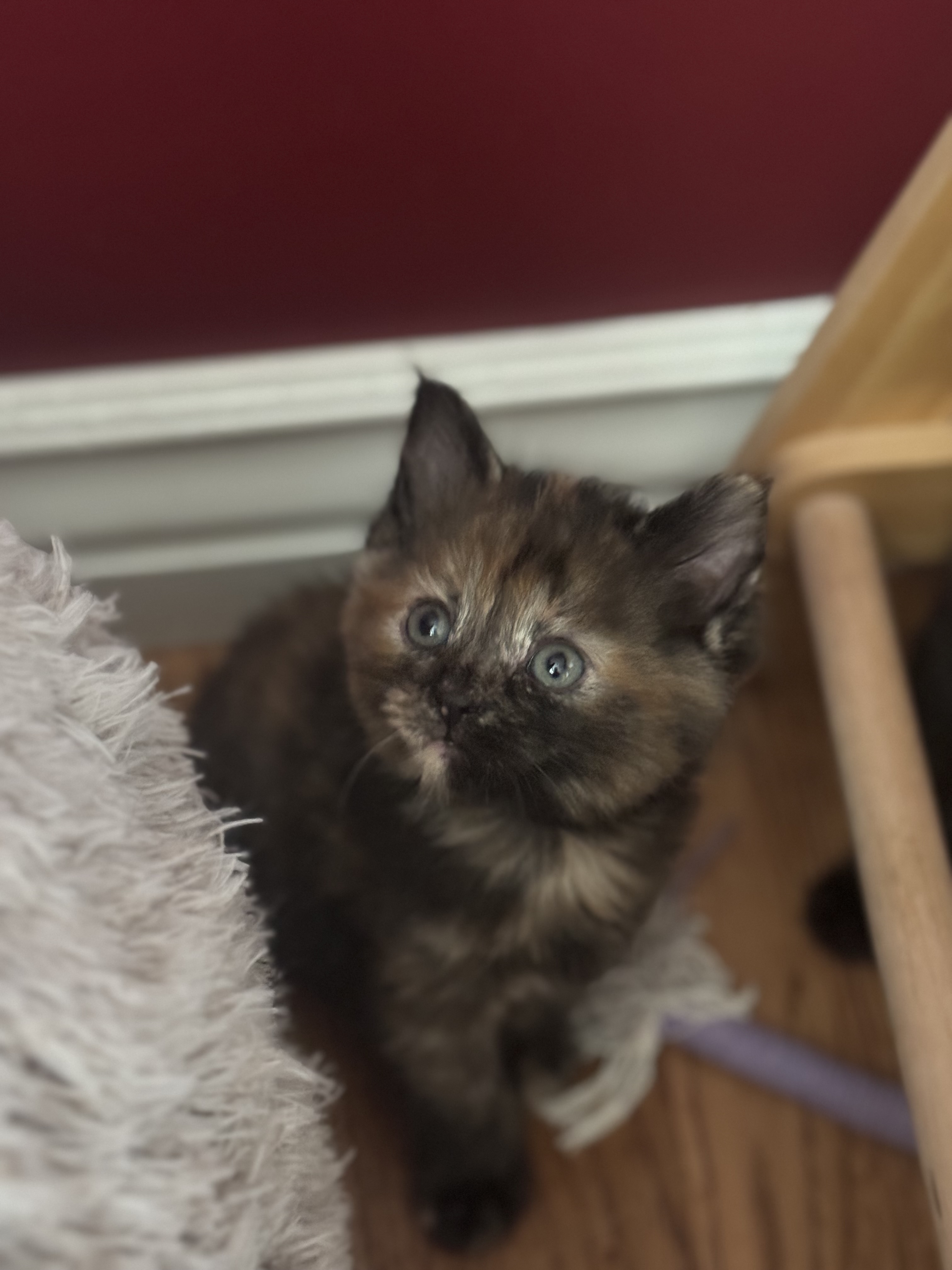 Picture of the Animal Listed