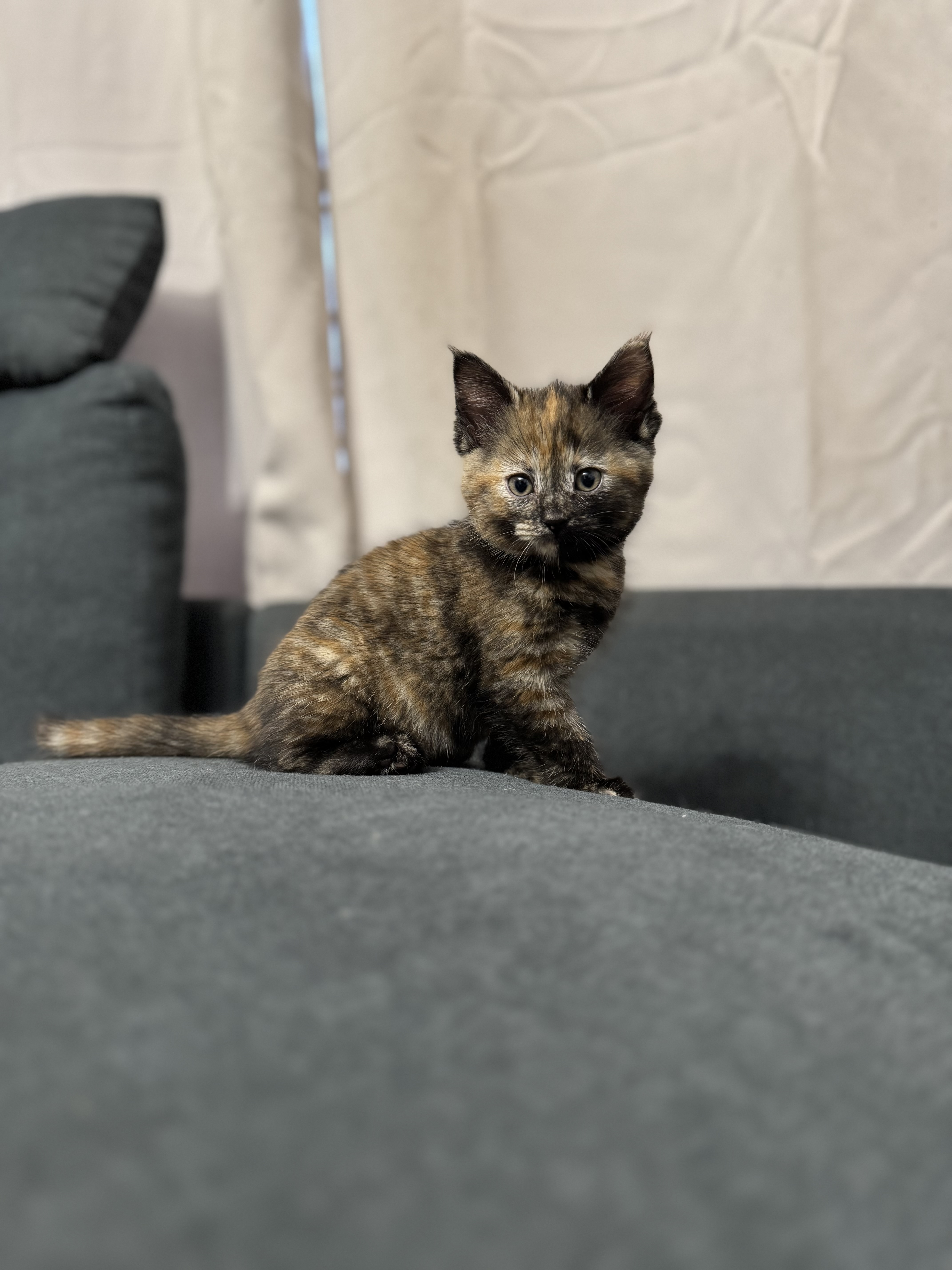 Picture of the Animal Listed