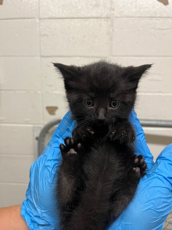 Picture of the Animal Listed