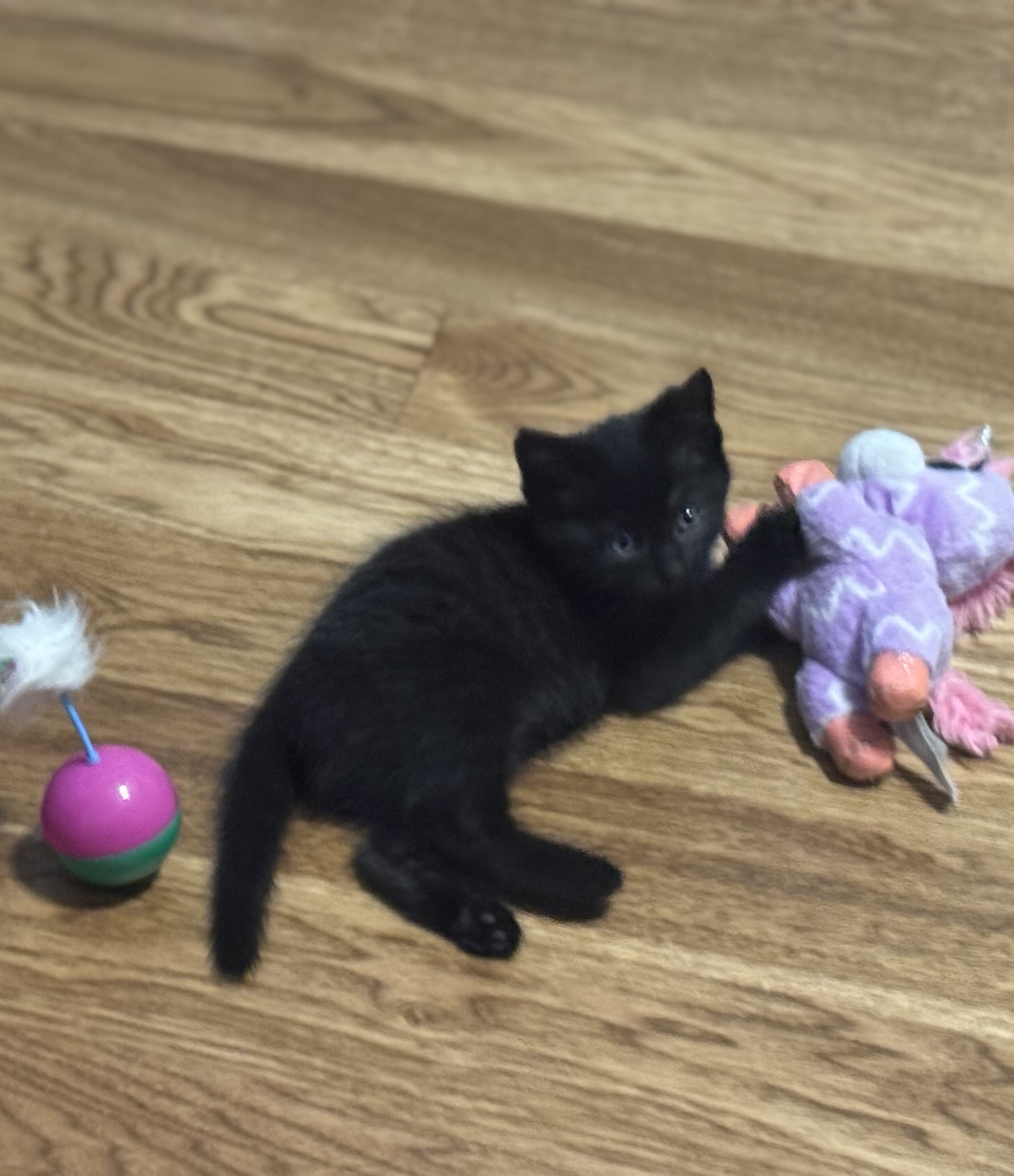 Picture of the Animal Listed