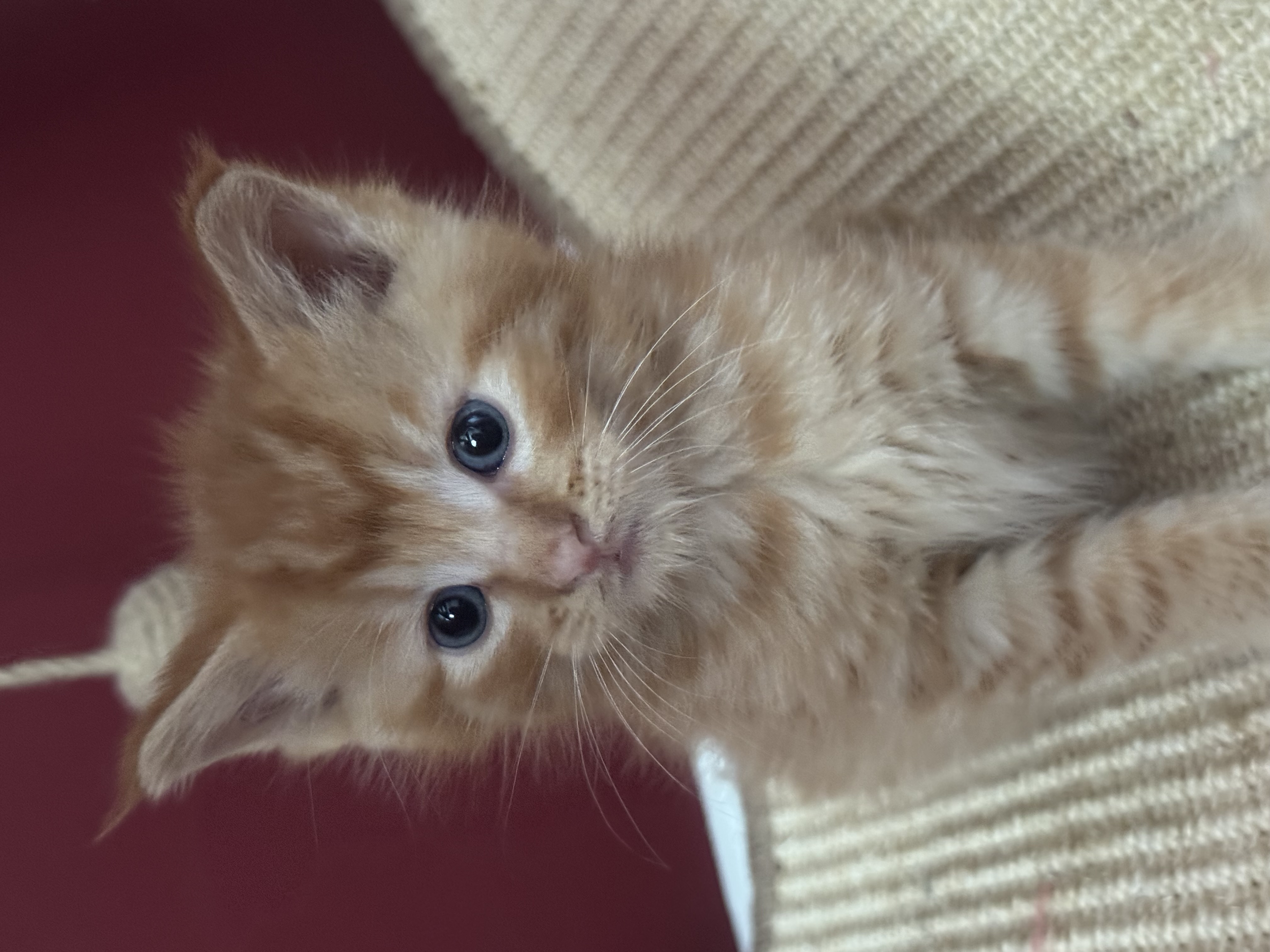 Picture of the Animal Listed