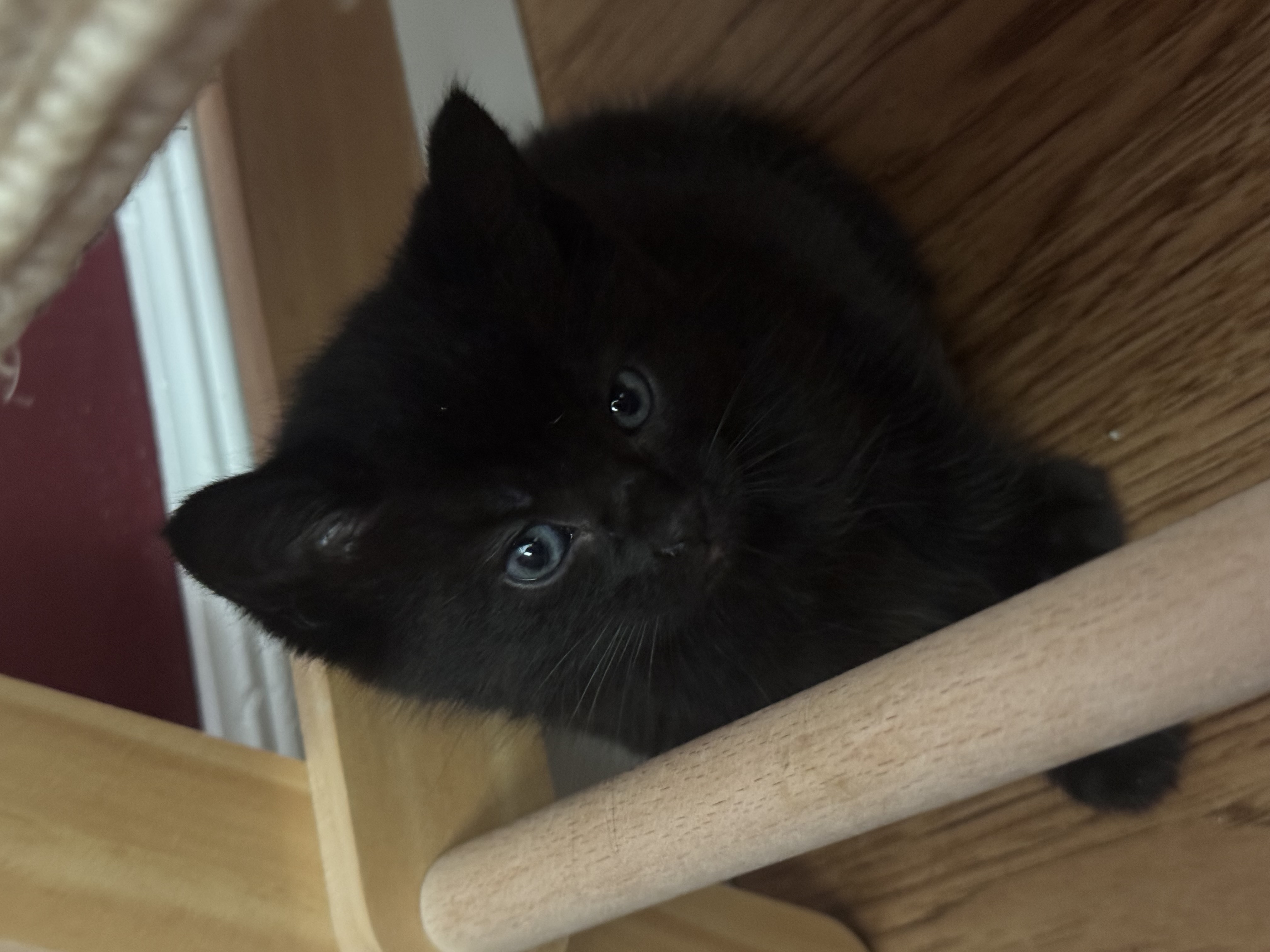 Picture of the Animal Listed