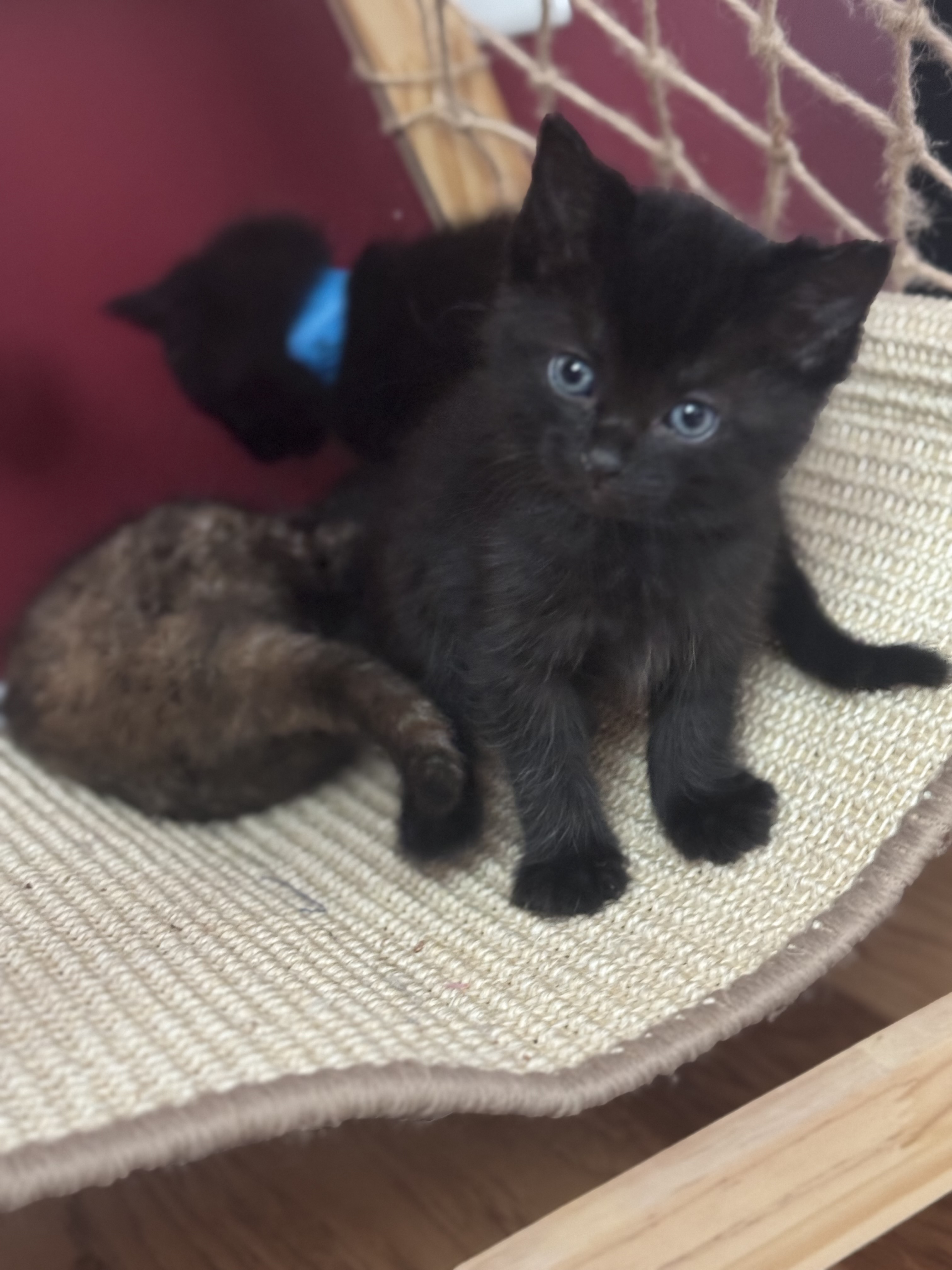 Picture of the Animal Listed