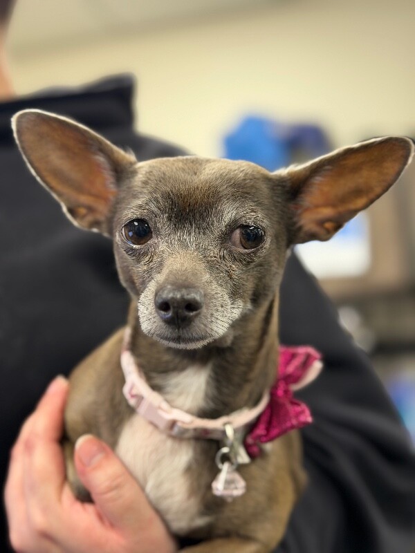 Picture of the Animal Listed