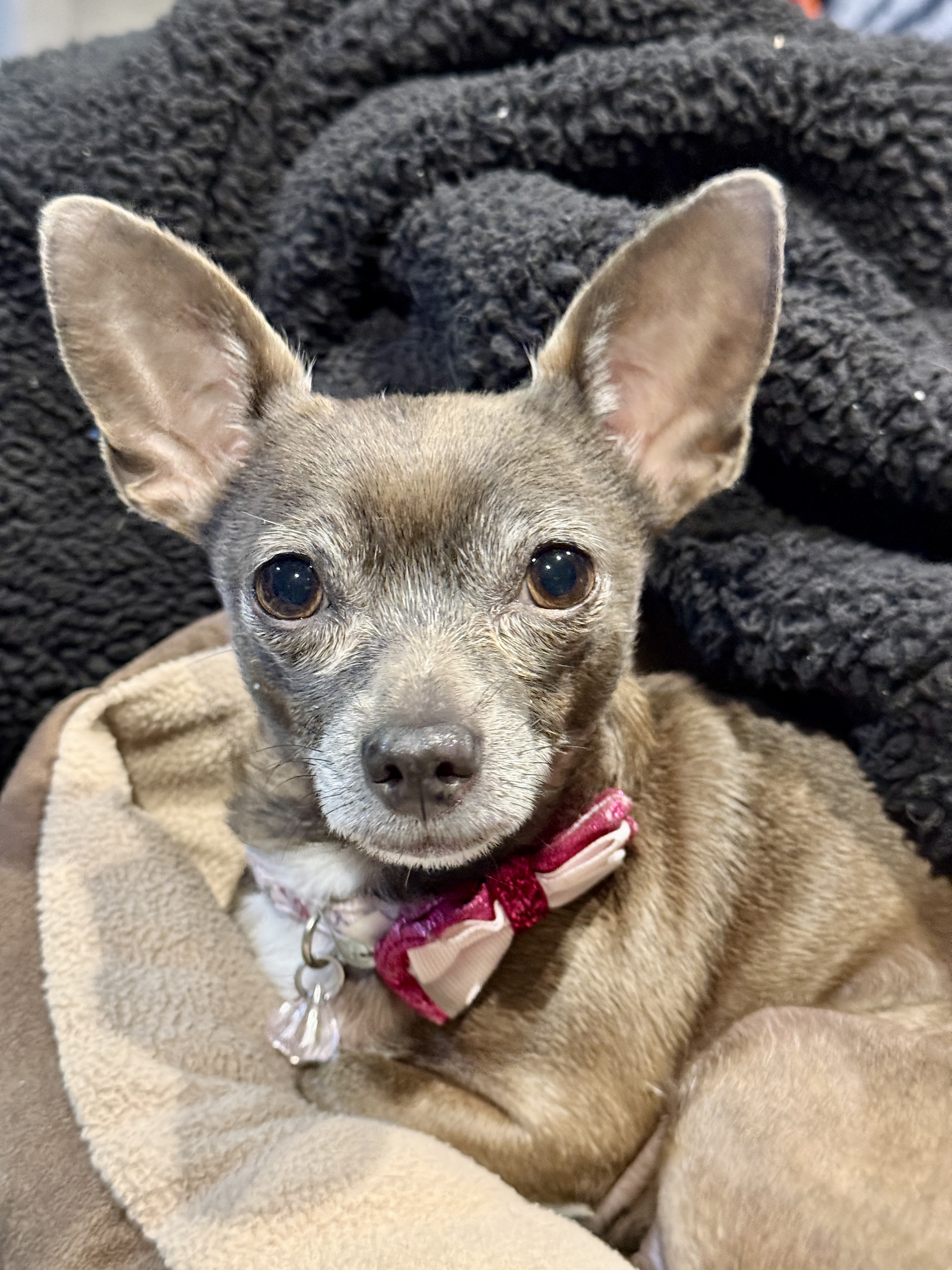 Picture of the Animal Listed