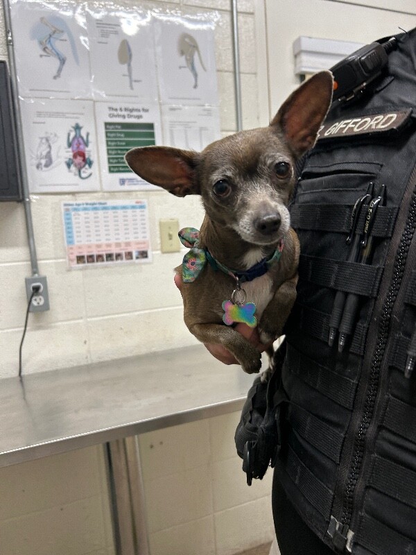 Picture of the Animal Listed