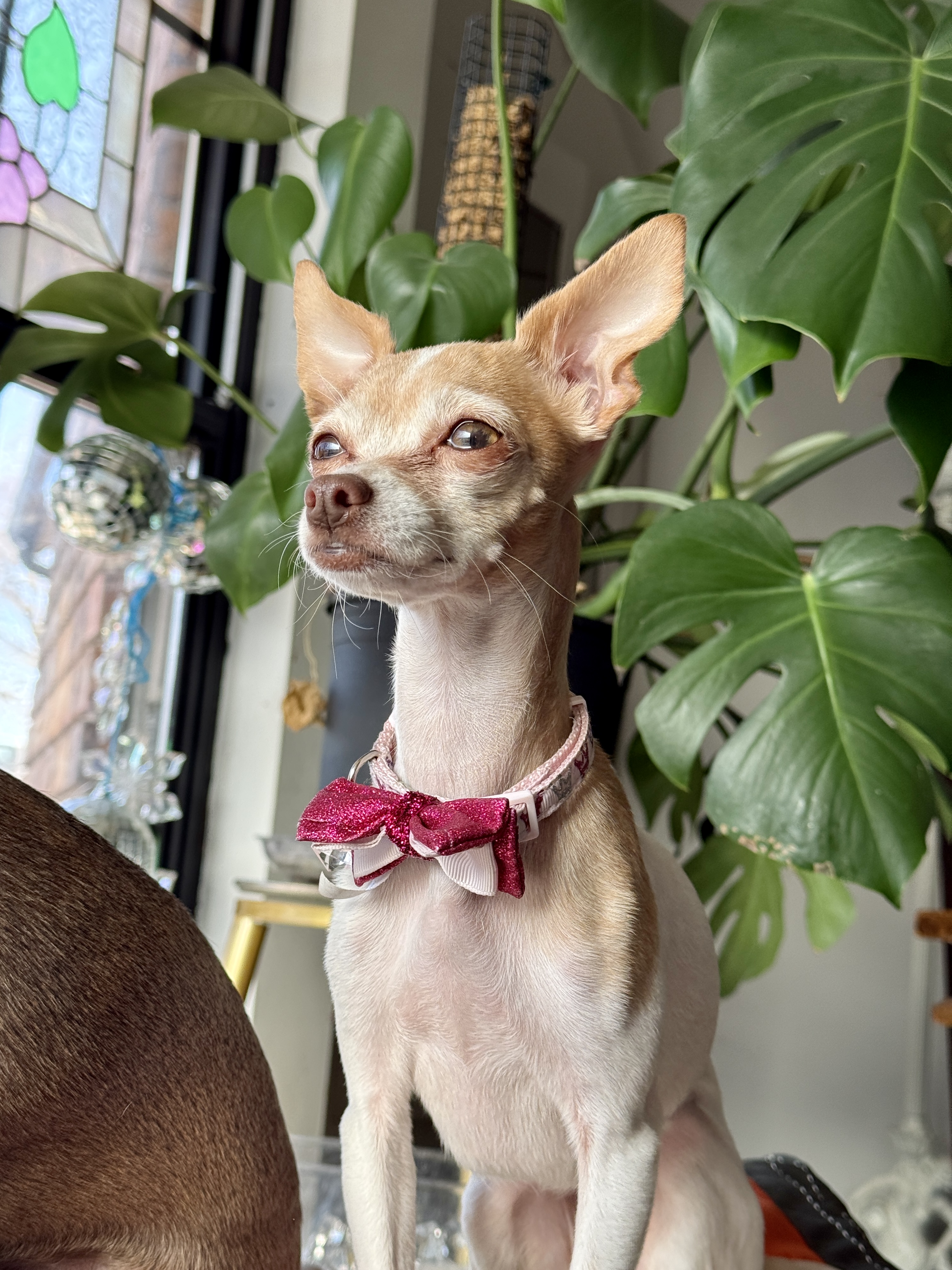 Picture of the Animal Listed