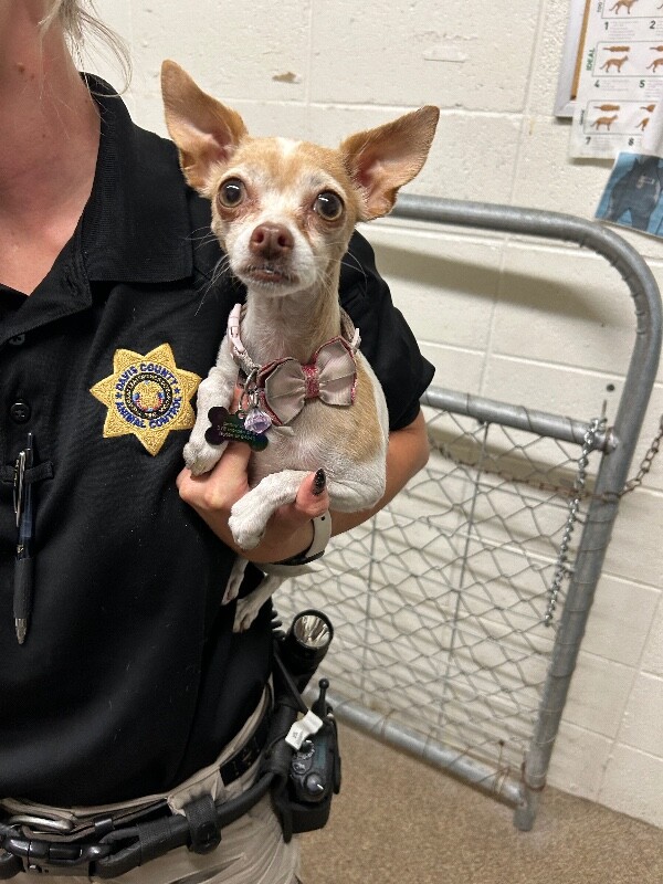 Picture of the Animal Listed