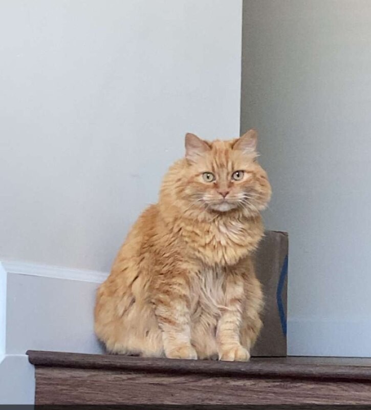 Picture of the Animal Listed