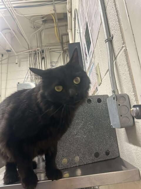 Picture of the Animal Listed