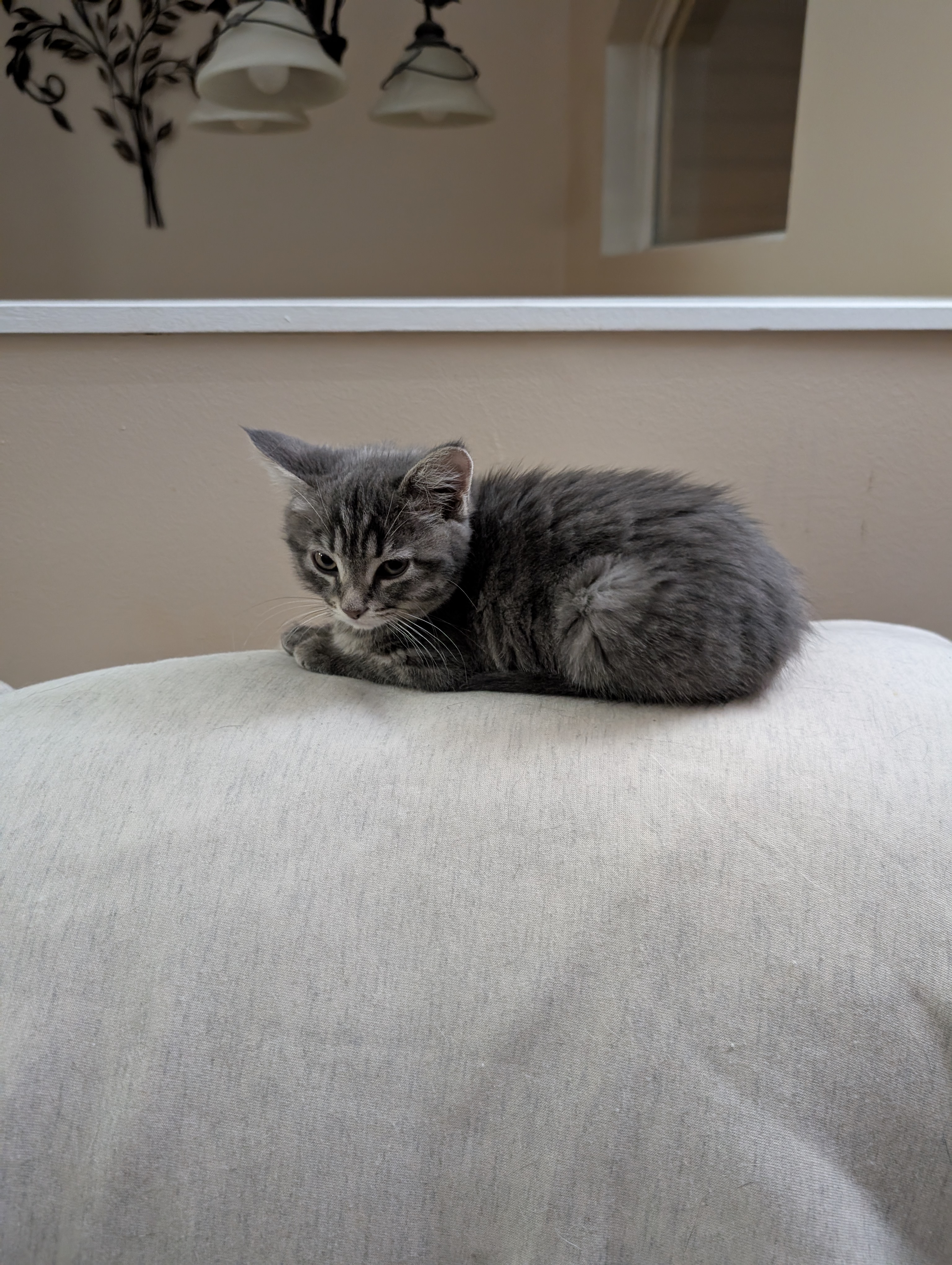 Picture of the Animal Listed