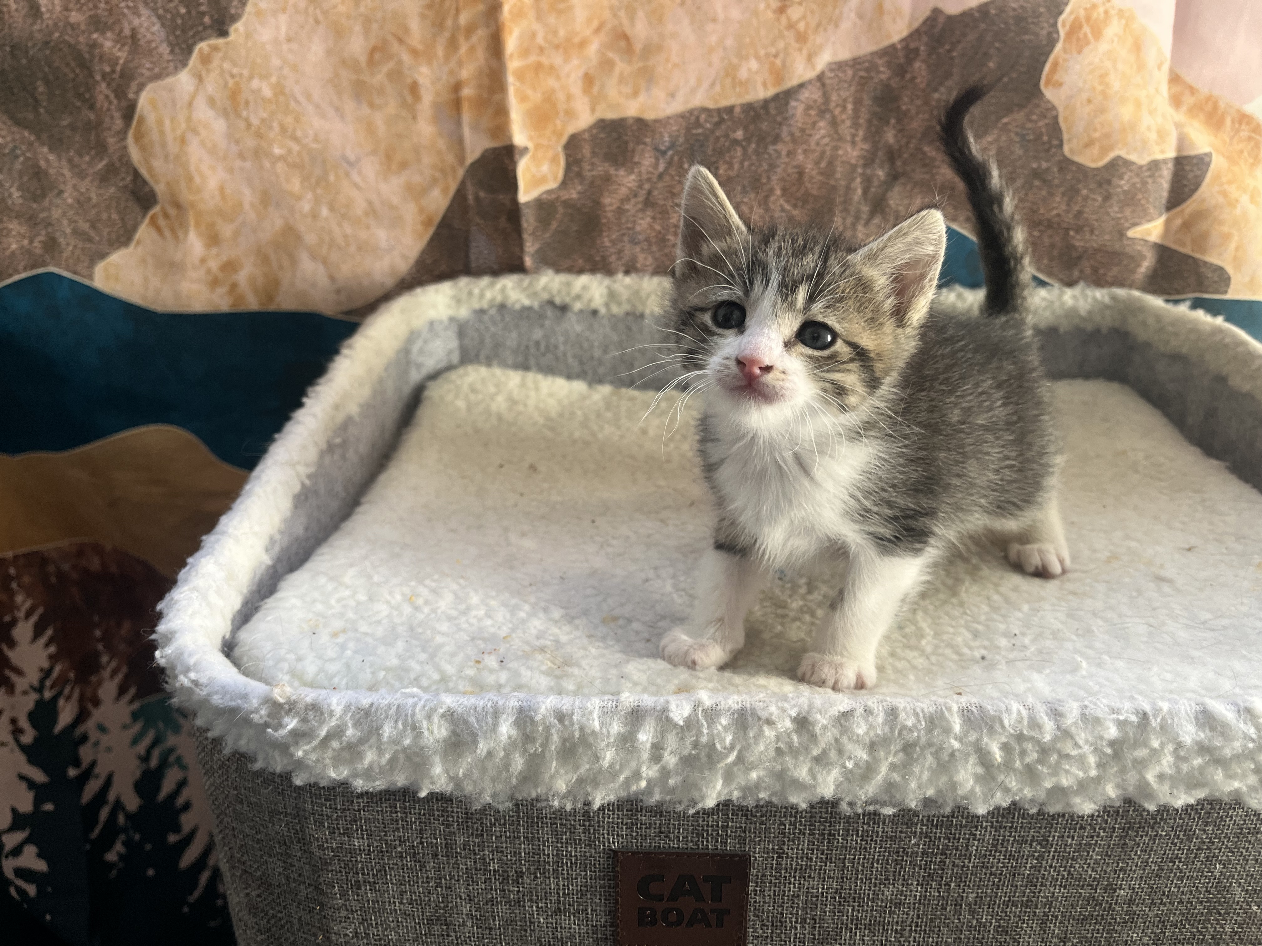 Picture of the Animal Listed