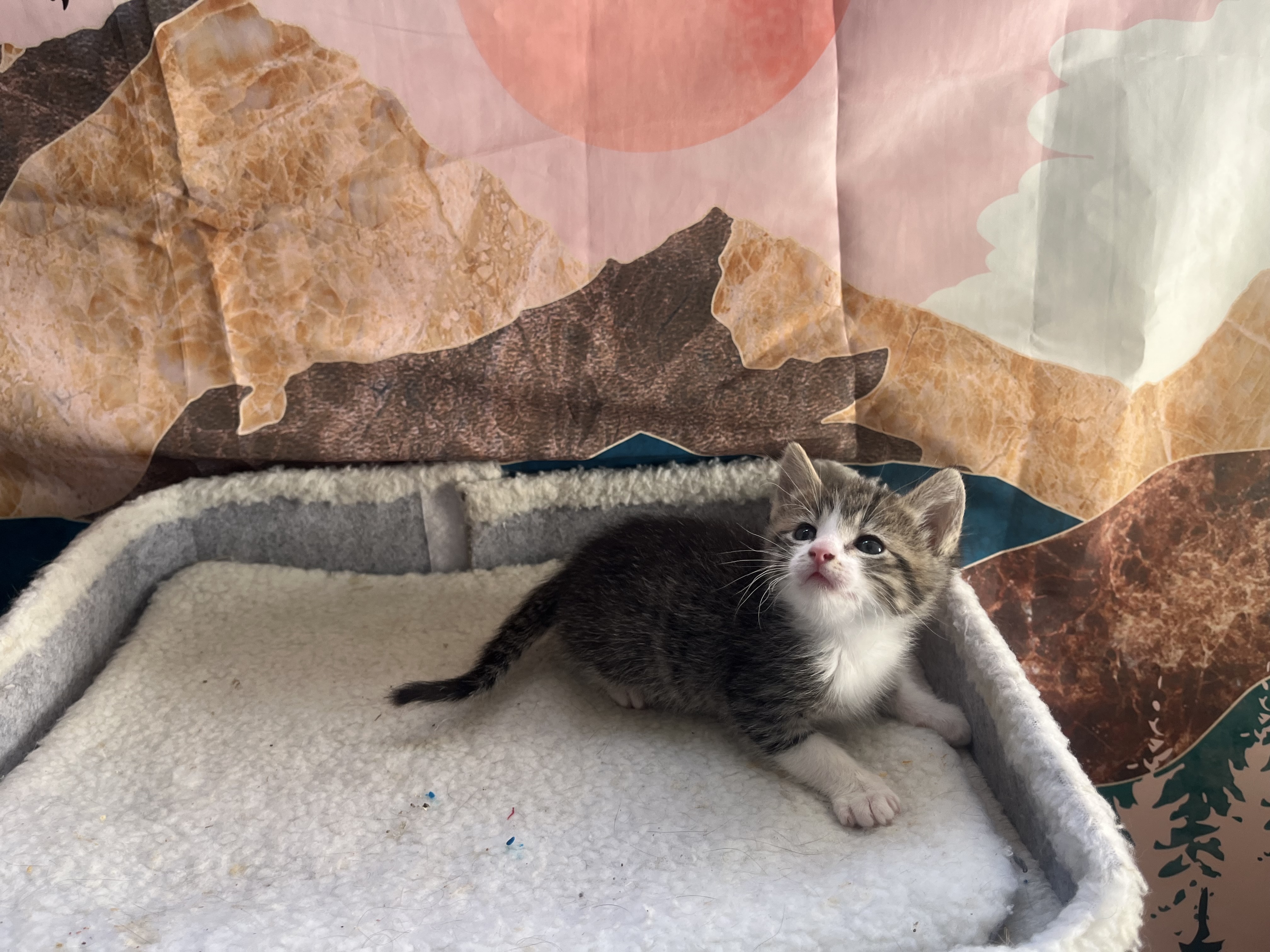Picture of the Animal Listed