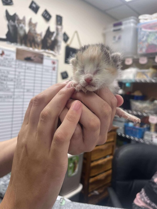 Picture of the Animal Listed