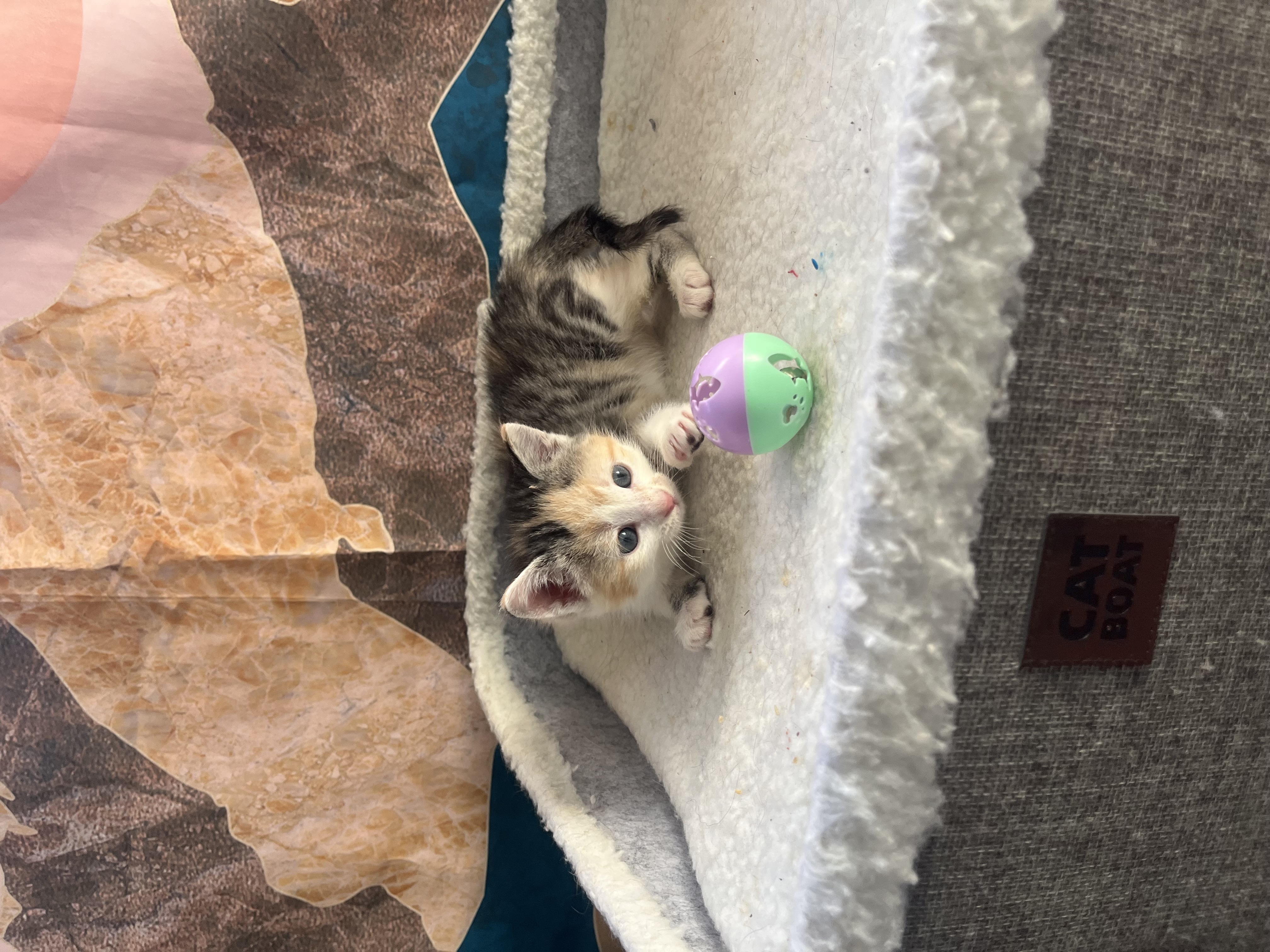 Picture of the Animal Listed
