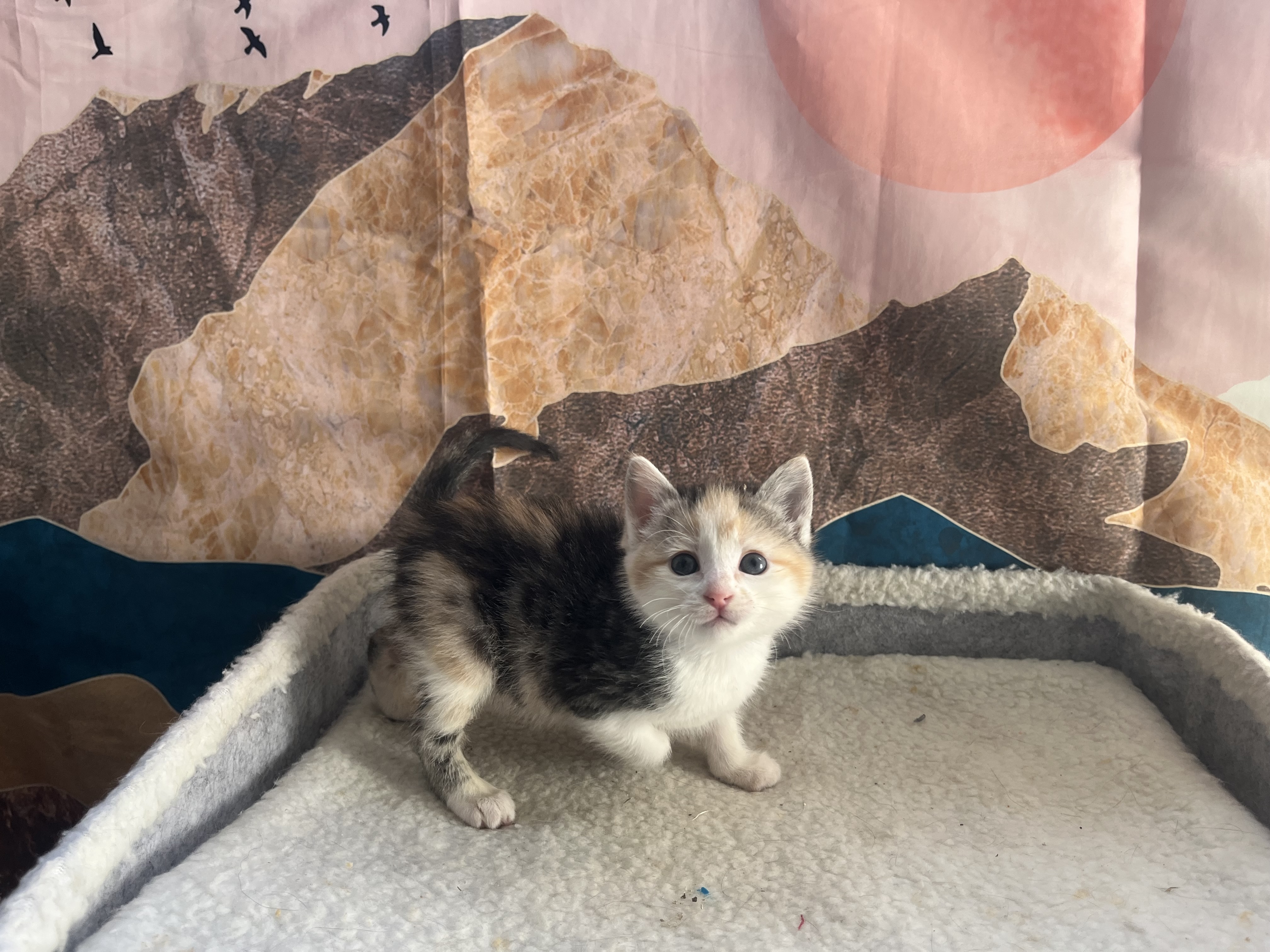Picture of the Animal Listed