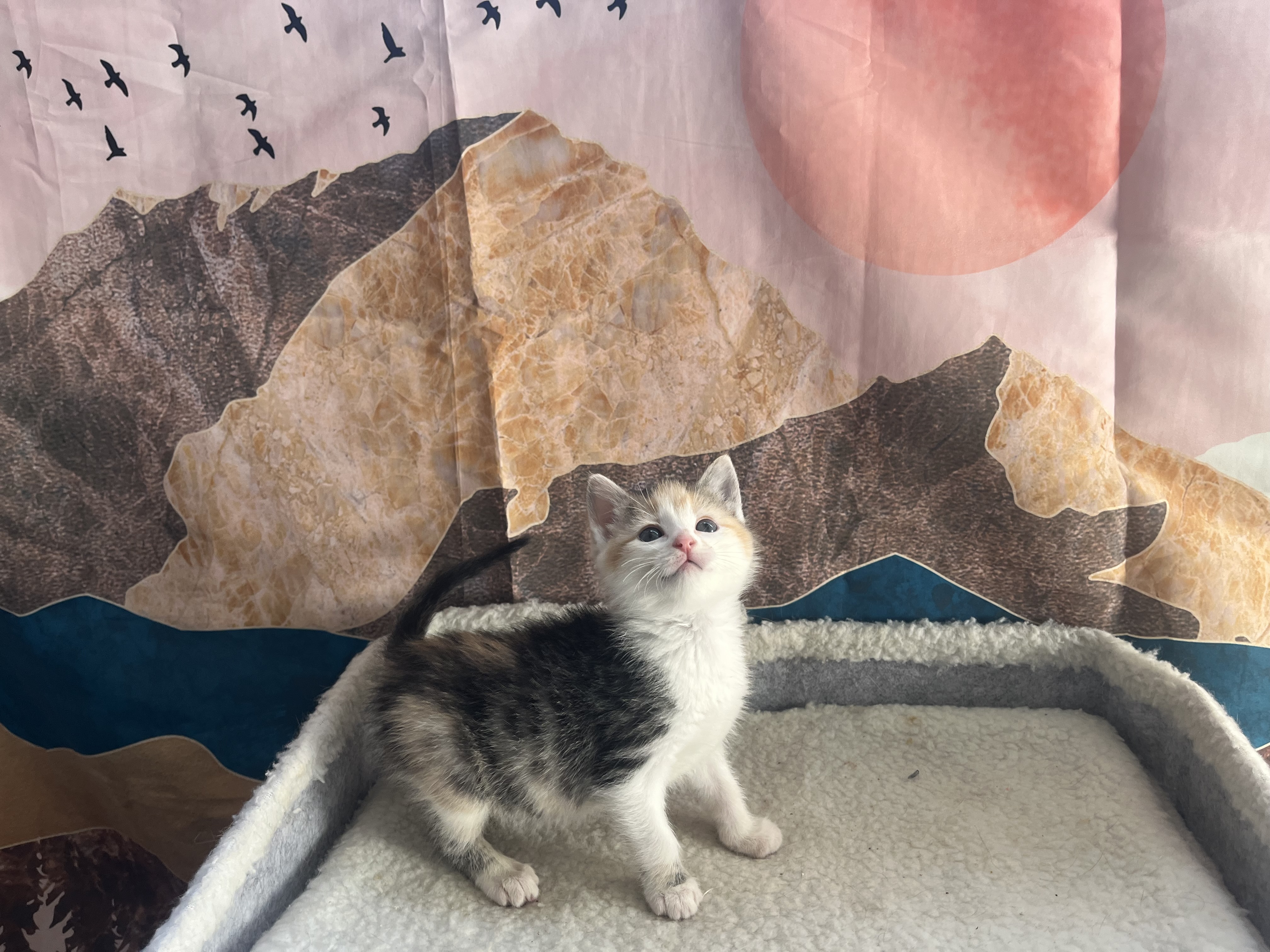 Picture of the Animal Listed