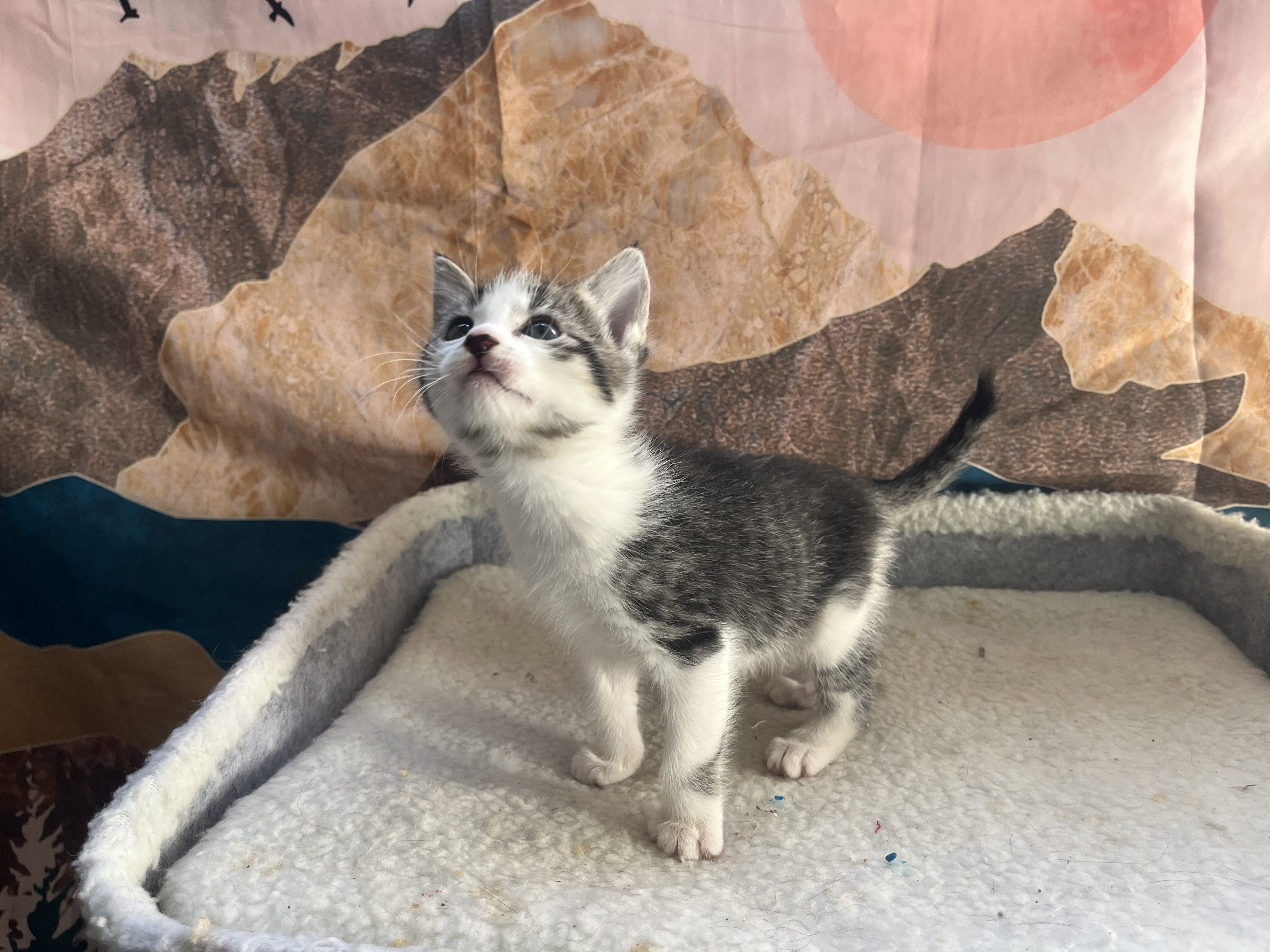 Picture of the Animal Listed