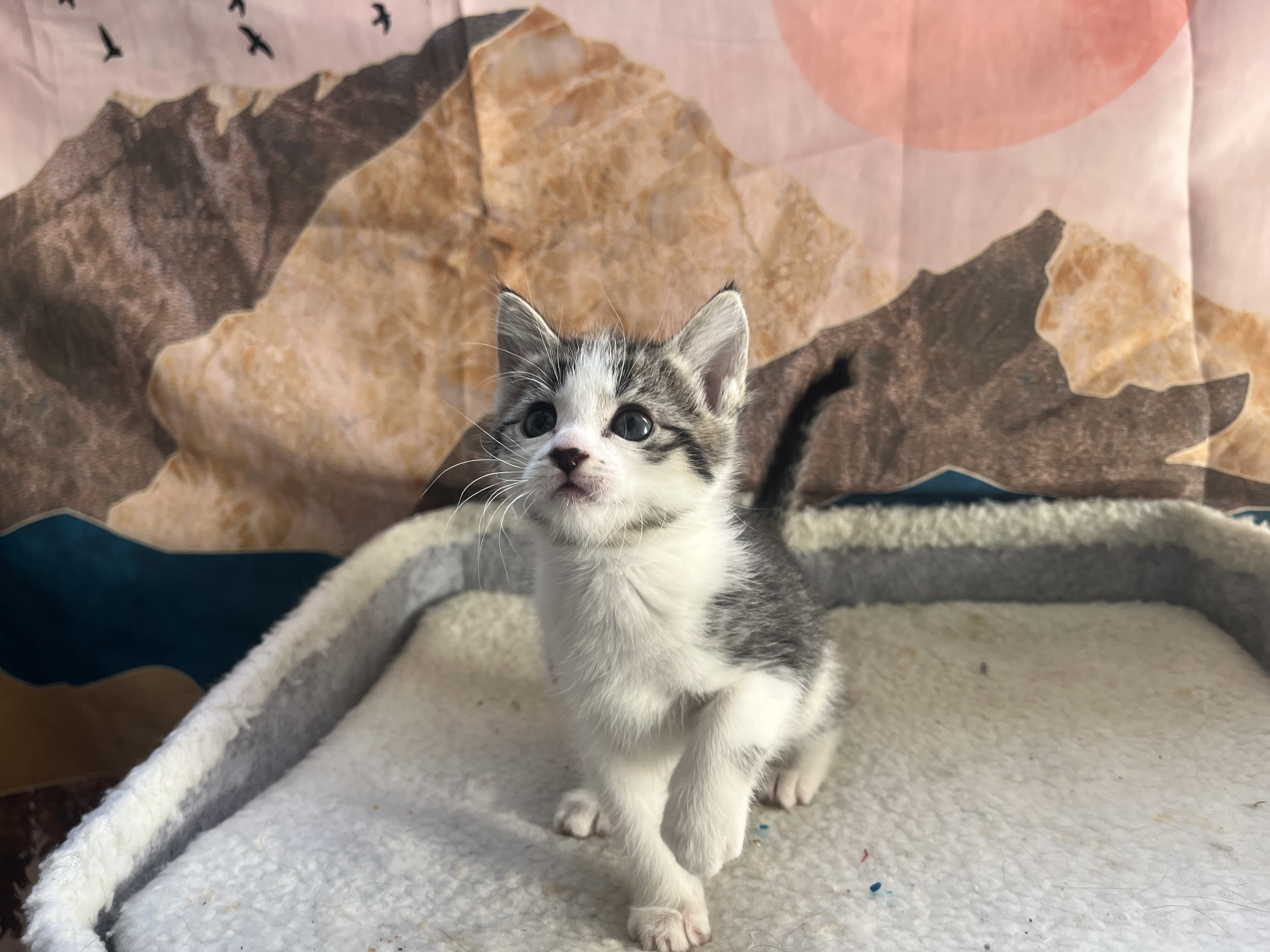 Picture of the Animal Listed