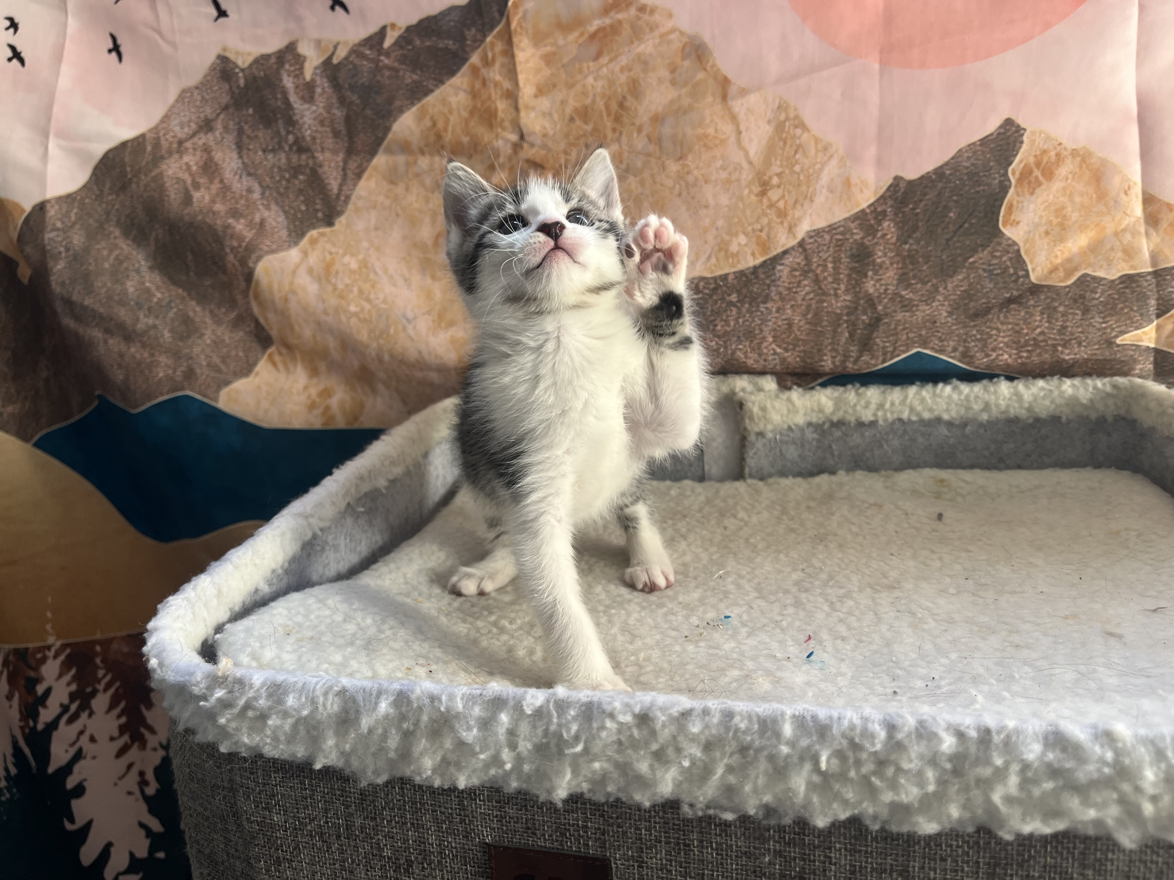 Picture of the Animal Listed