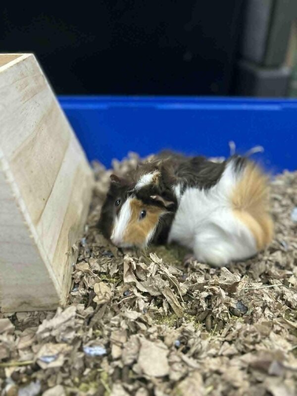 Picture of the Animal Listed