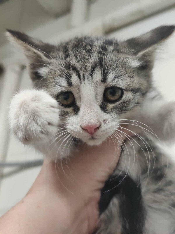 Picture of the Animal Listed