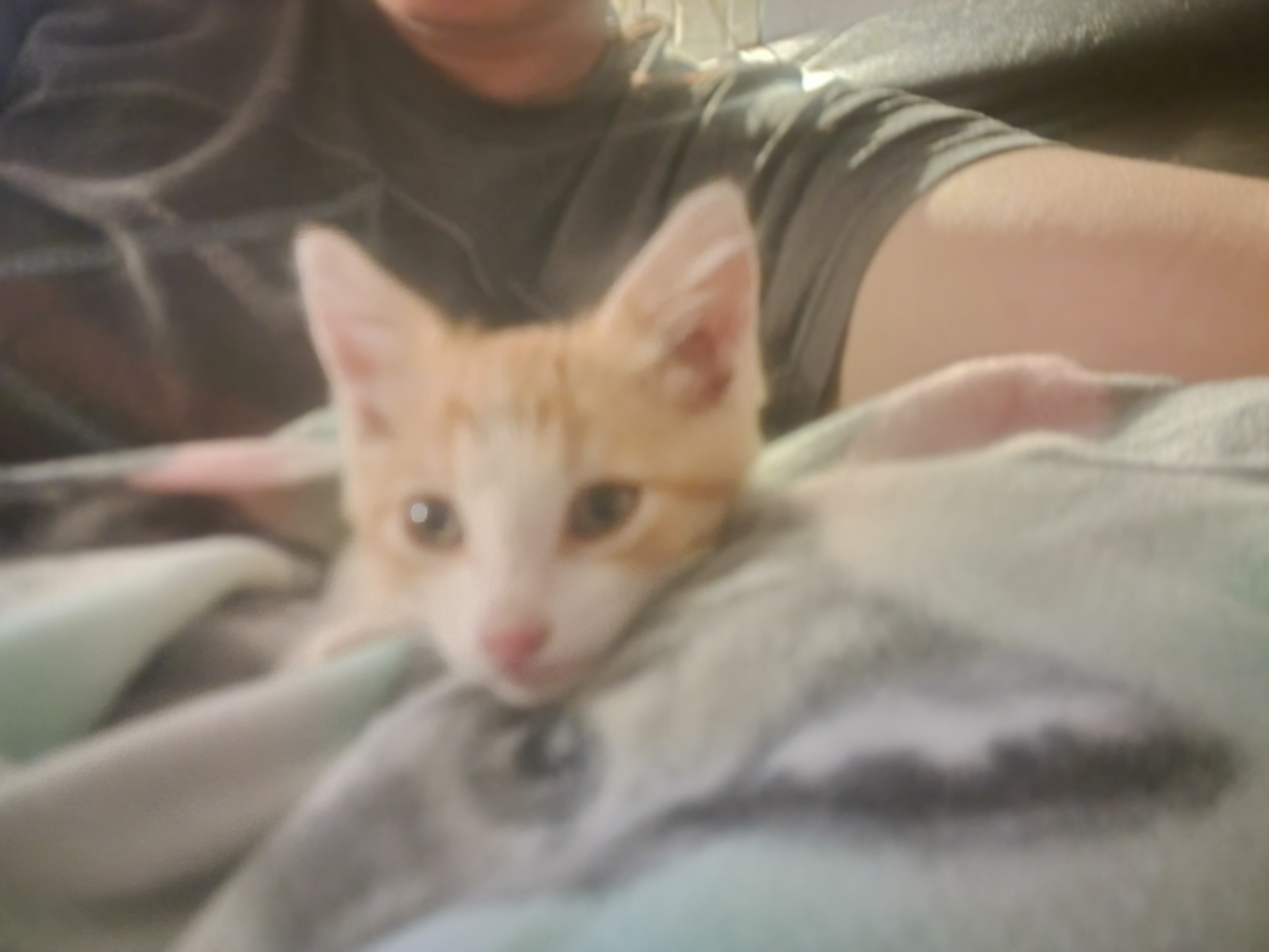 Picture of the Animal Listed