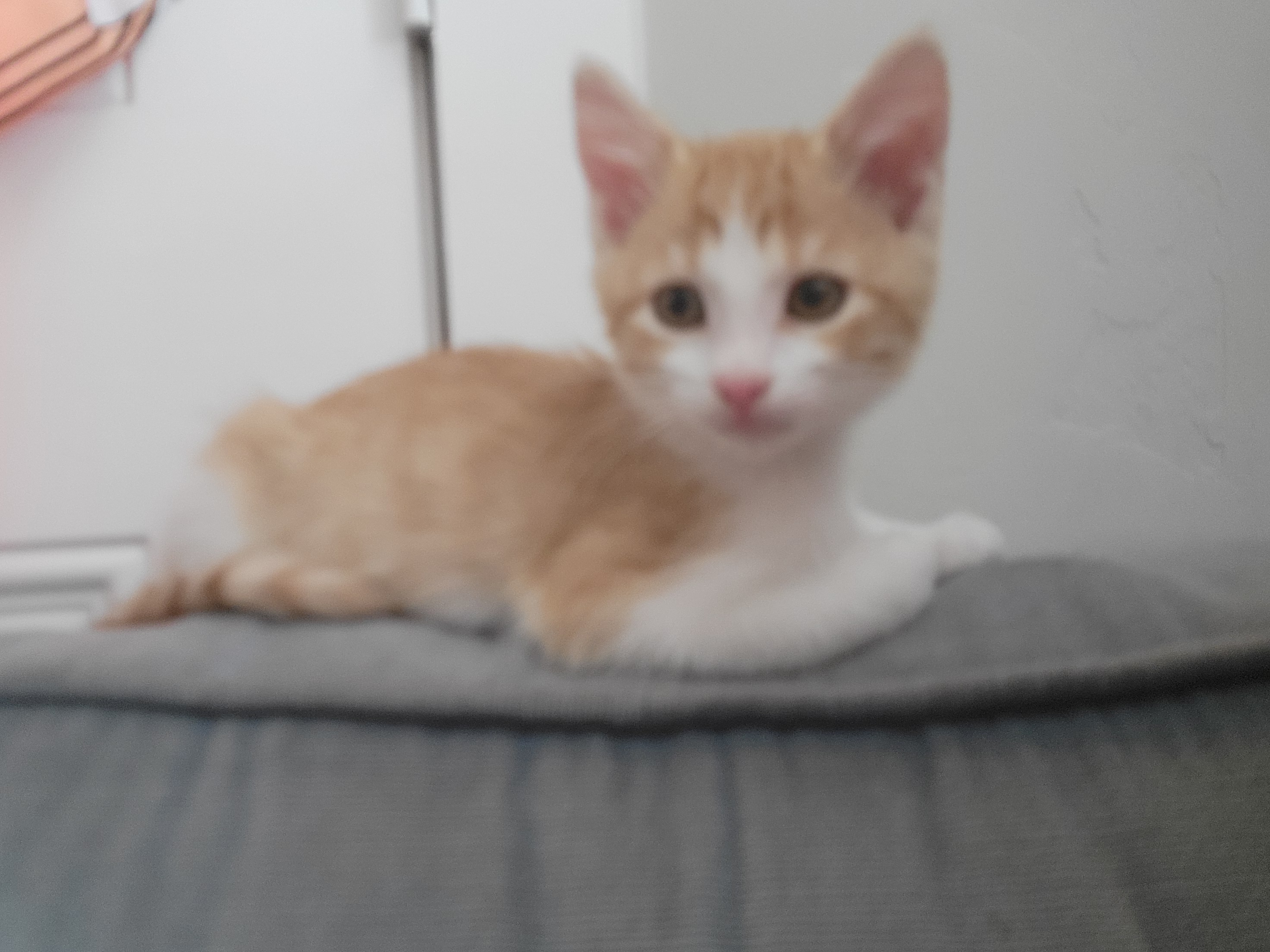 Picture of the Animal Listed