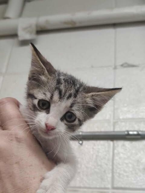 Picture of the Animal Listed