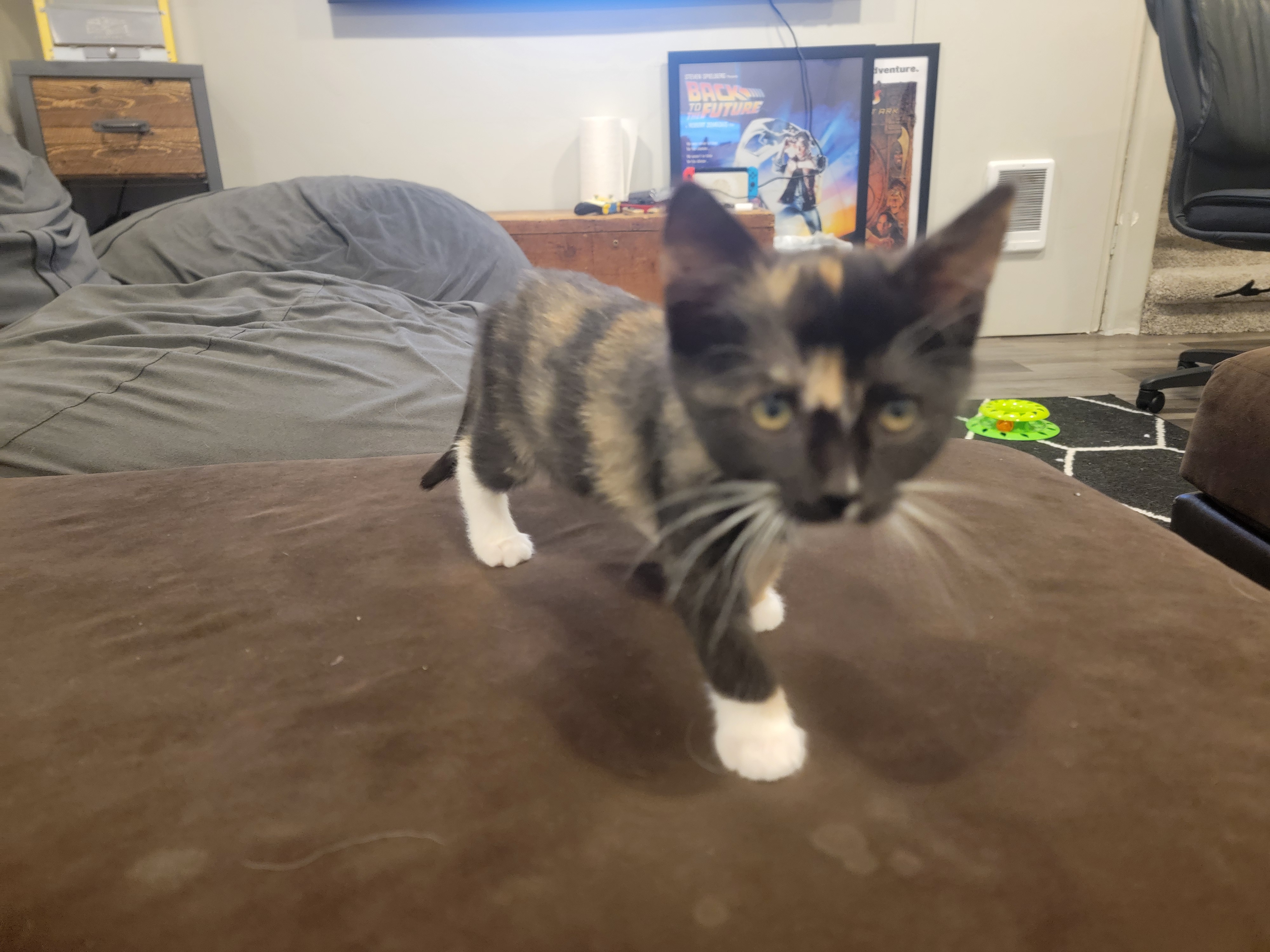 Picture of the Animal Listed