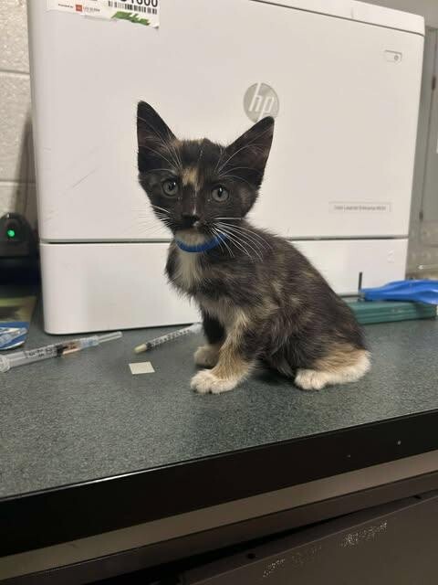 Picture of the Animal Listed