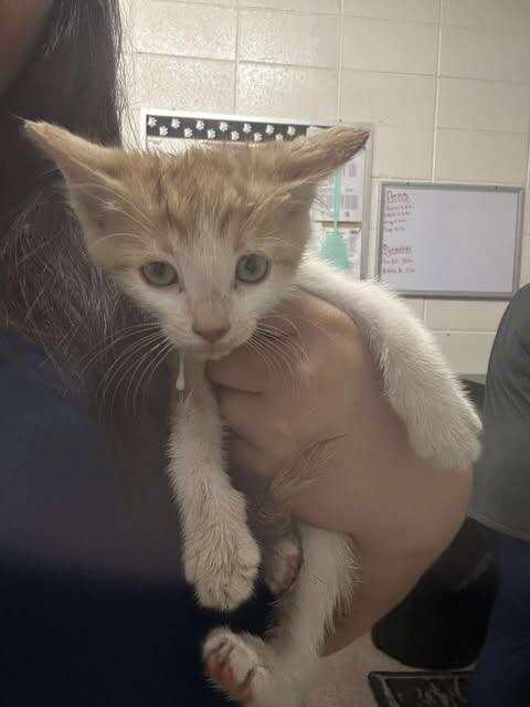 Picture of the Animal Listed