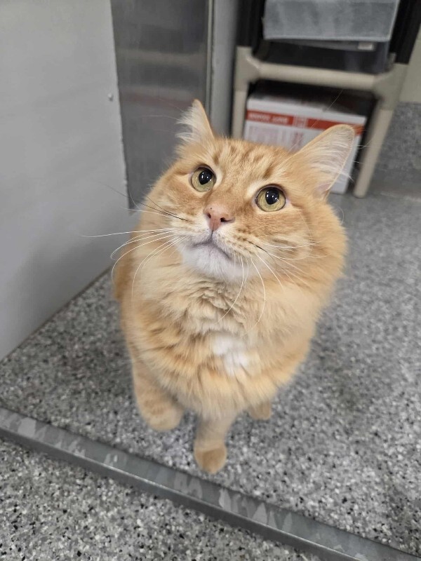 Picture of the Animal Listed