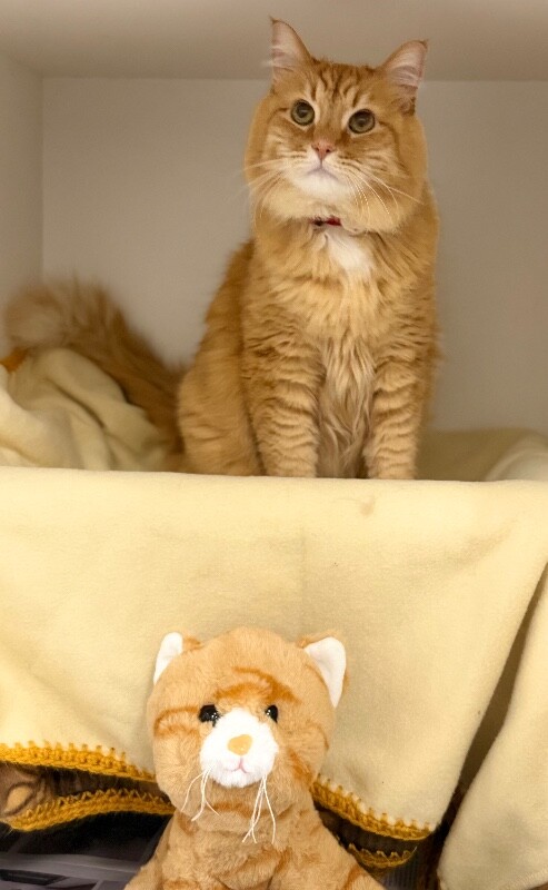 Picture of the Animal Listed
